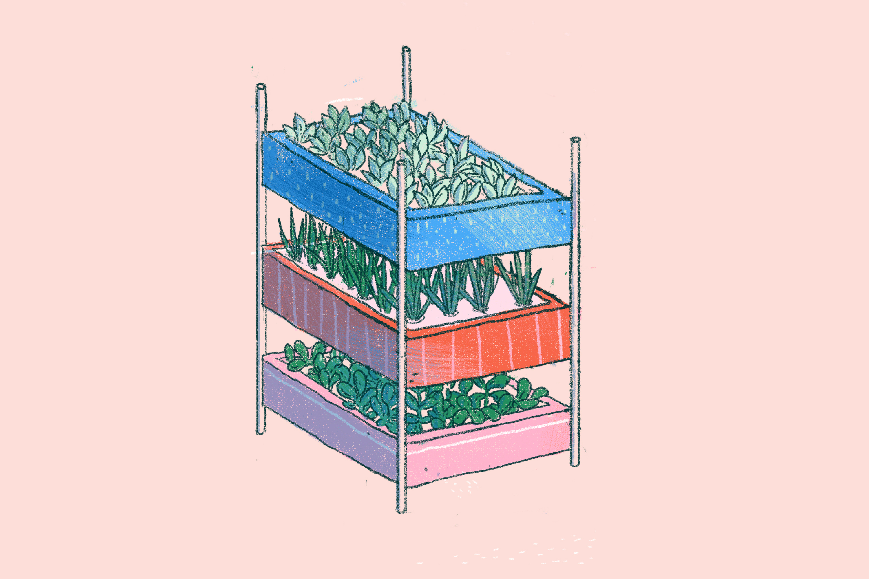 Hydroponics at home: How to grow your own produce without soil - Vimarsana News