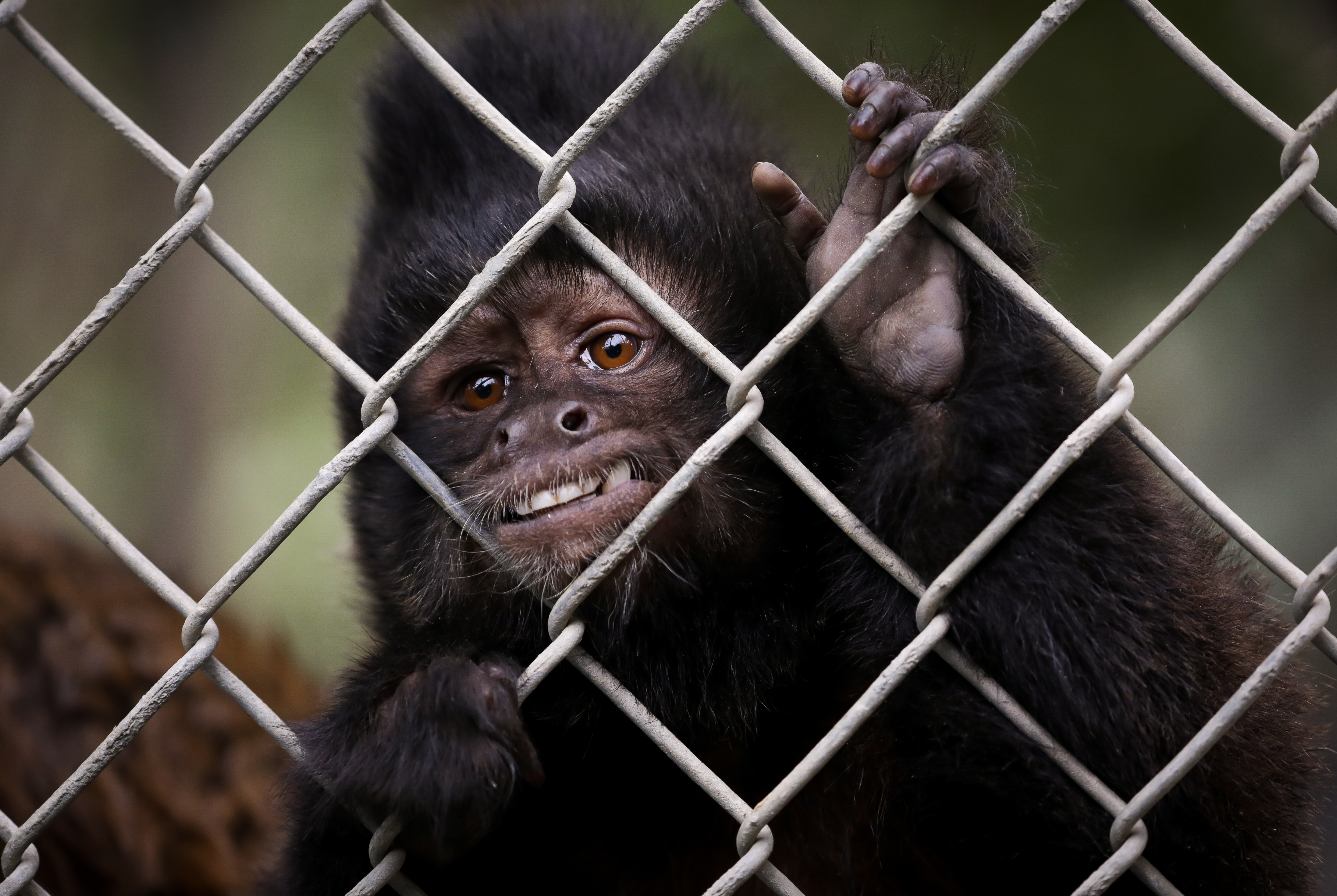 Santa Ana Zoo falls below 50-monkey quota - Los Angeles Times - Vimarsana News