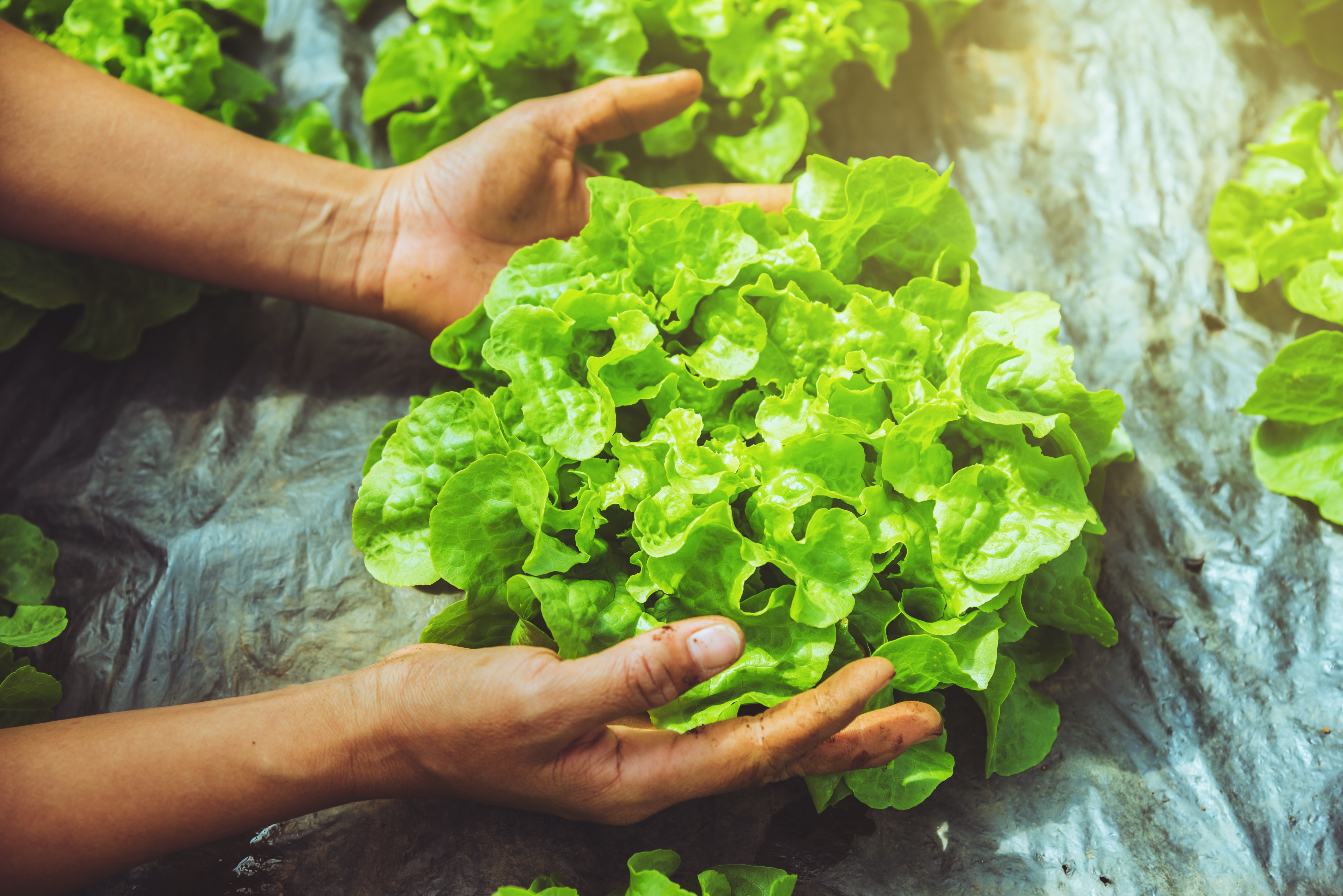 Start turning garden dreams into reality with these January tasks - Vimarsana News