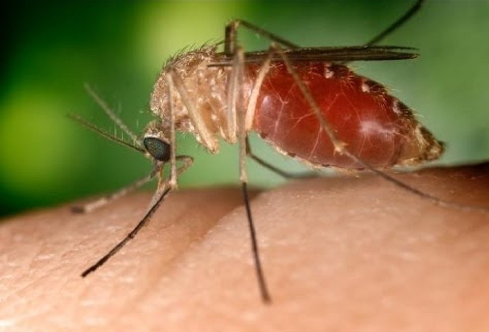 Orange County reports first West Nile virus of the year