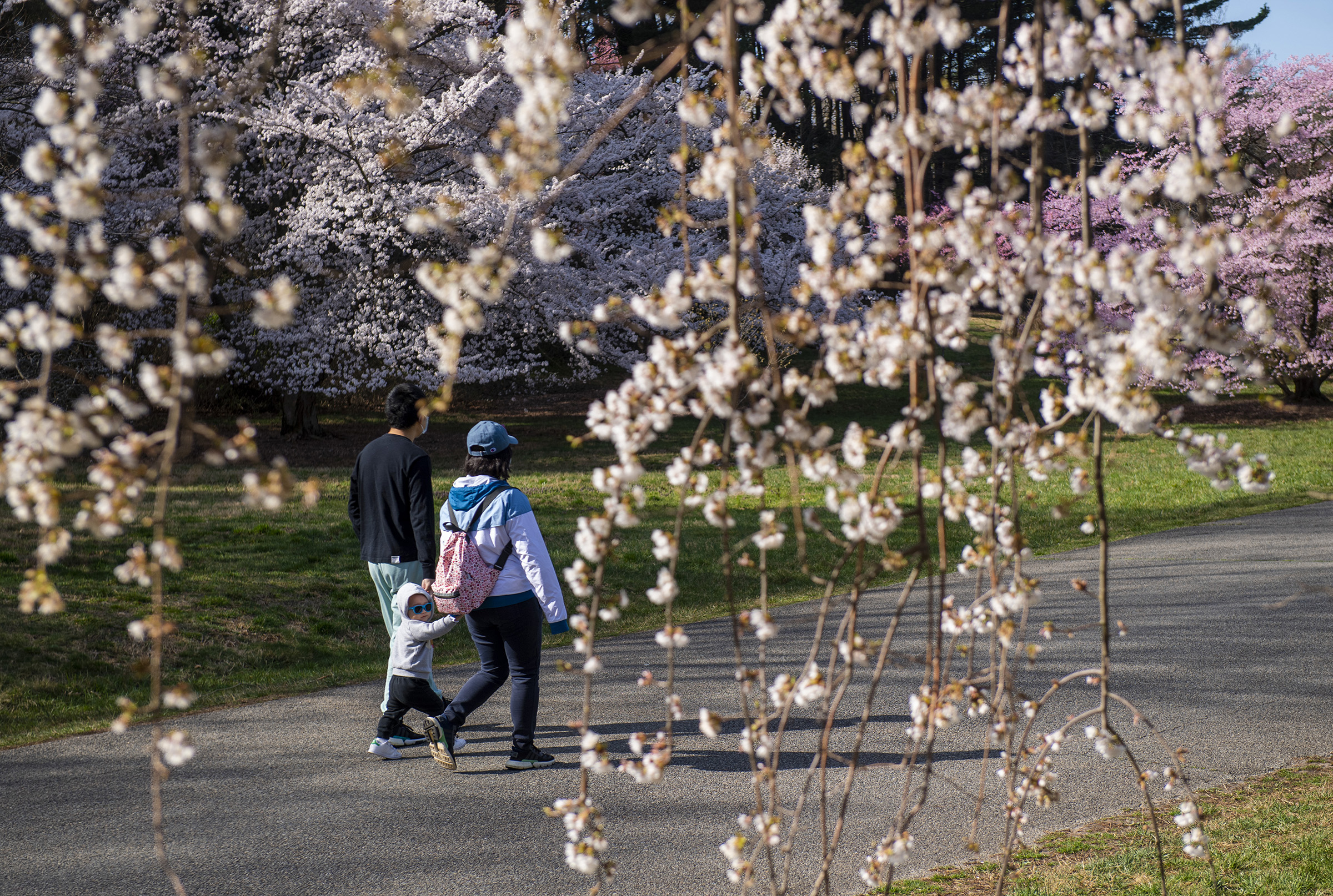 National Arboretum a green and grand oasis in the nation's capital - Vimarsana News