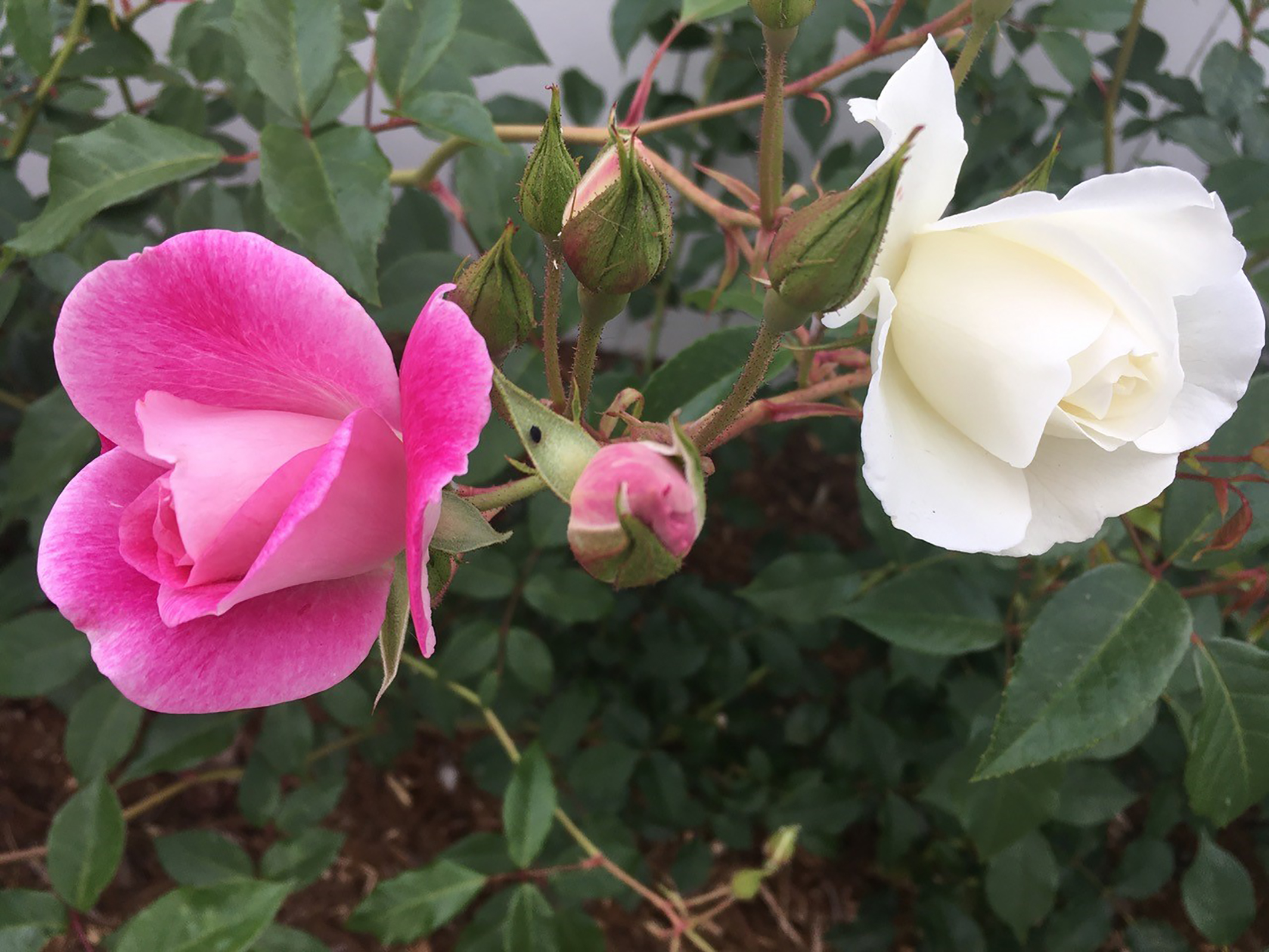 Strange blooms, changing colors keep rose gardens full of surprises - Vimarsana News