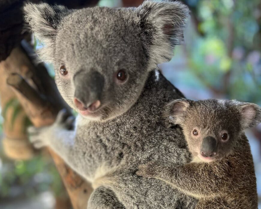 Baby koala is out of the pouch; L.A. Zoo welcomes new joey - Vimarsana News