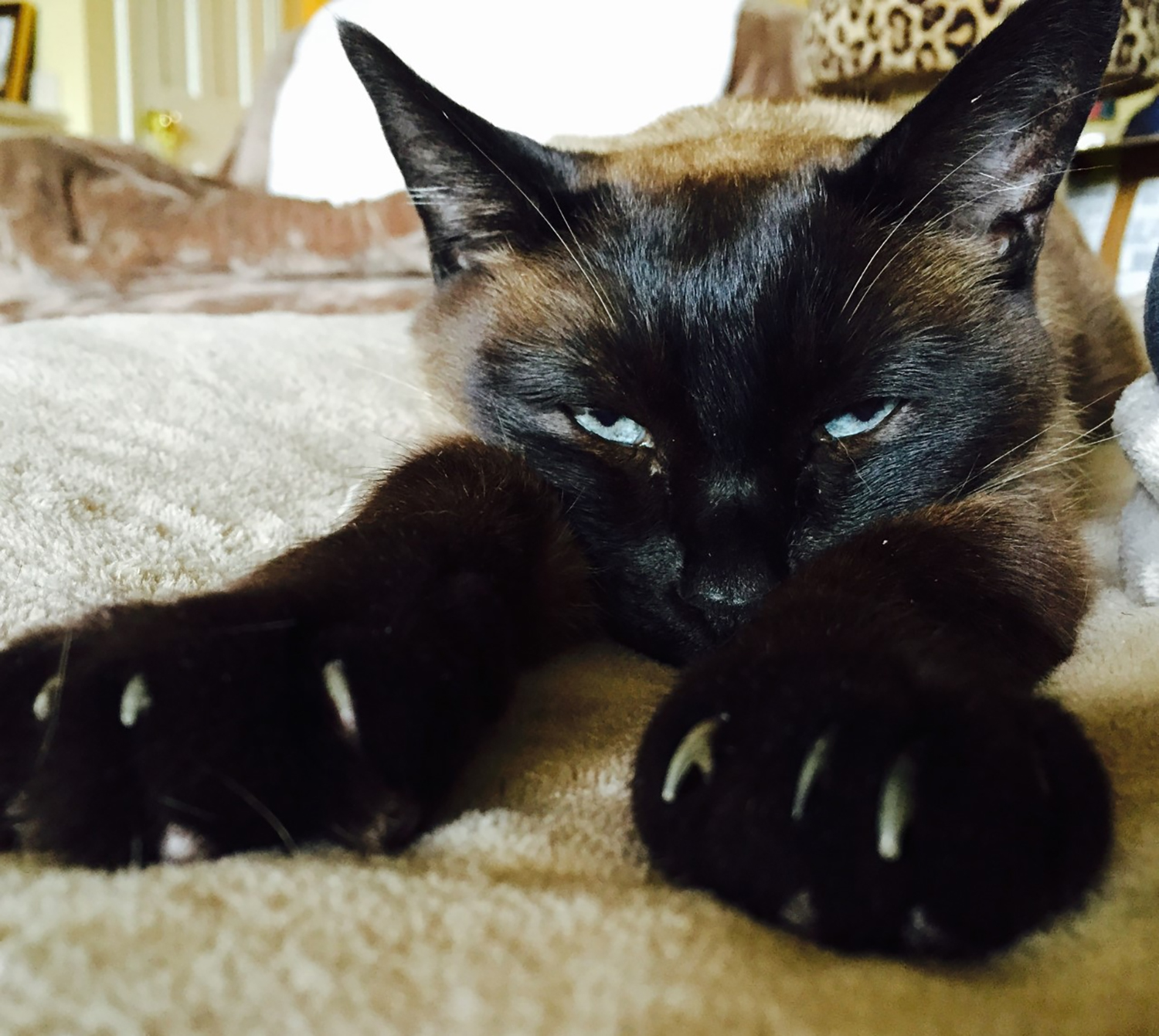 Editorial: It's time to scratch gruesome cat declawing surgery in California - Vimarsana News