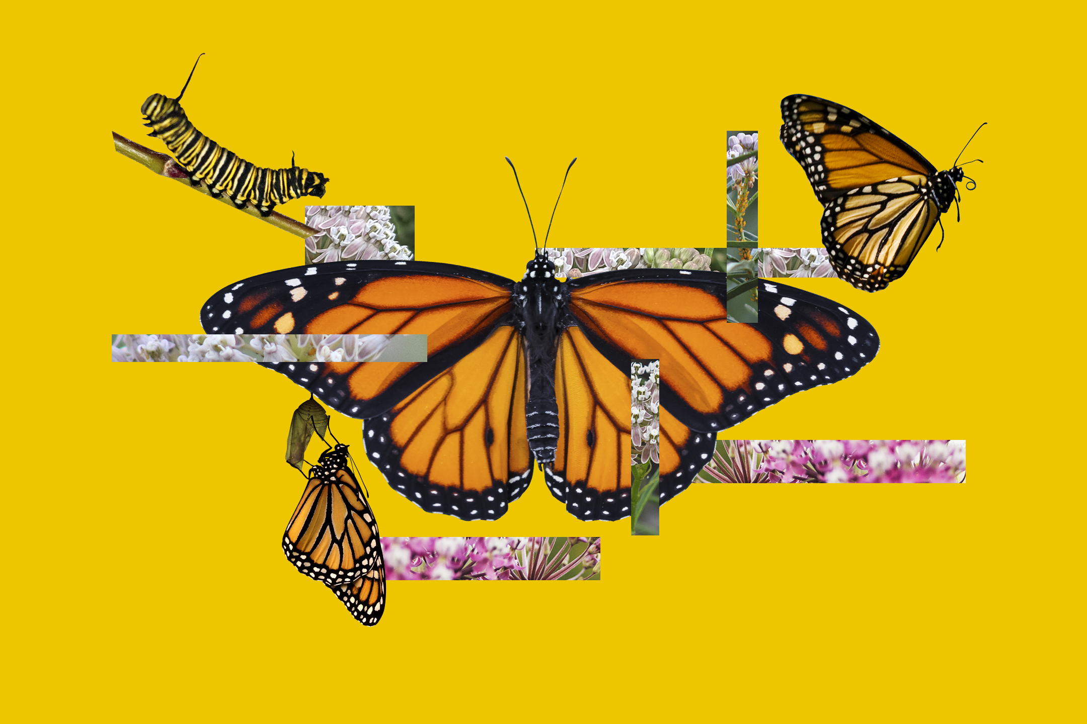 Help monarch butterflies with more milkweed, less pesticides - Vimarsana News