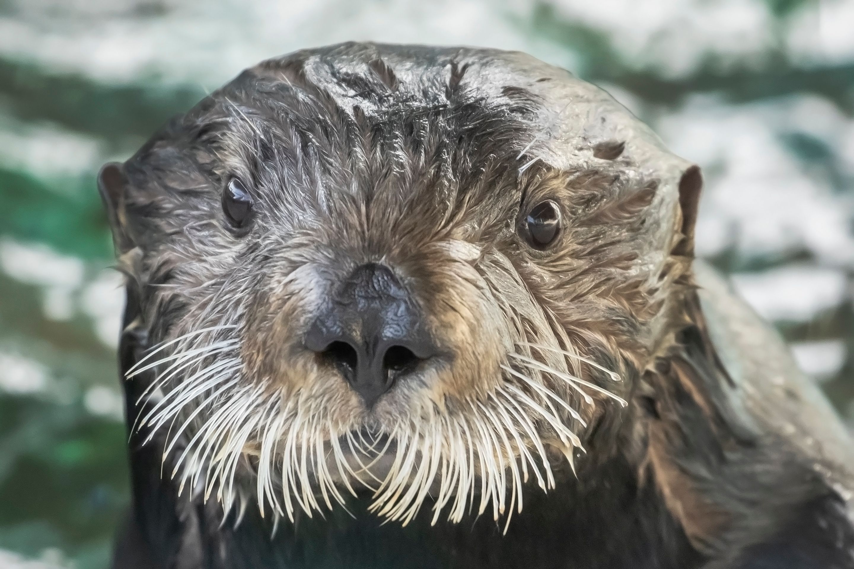 Betty the sea otter, named after animal lover and Golden Girl Betty White, has died - Vimarsana News