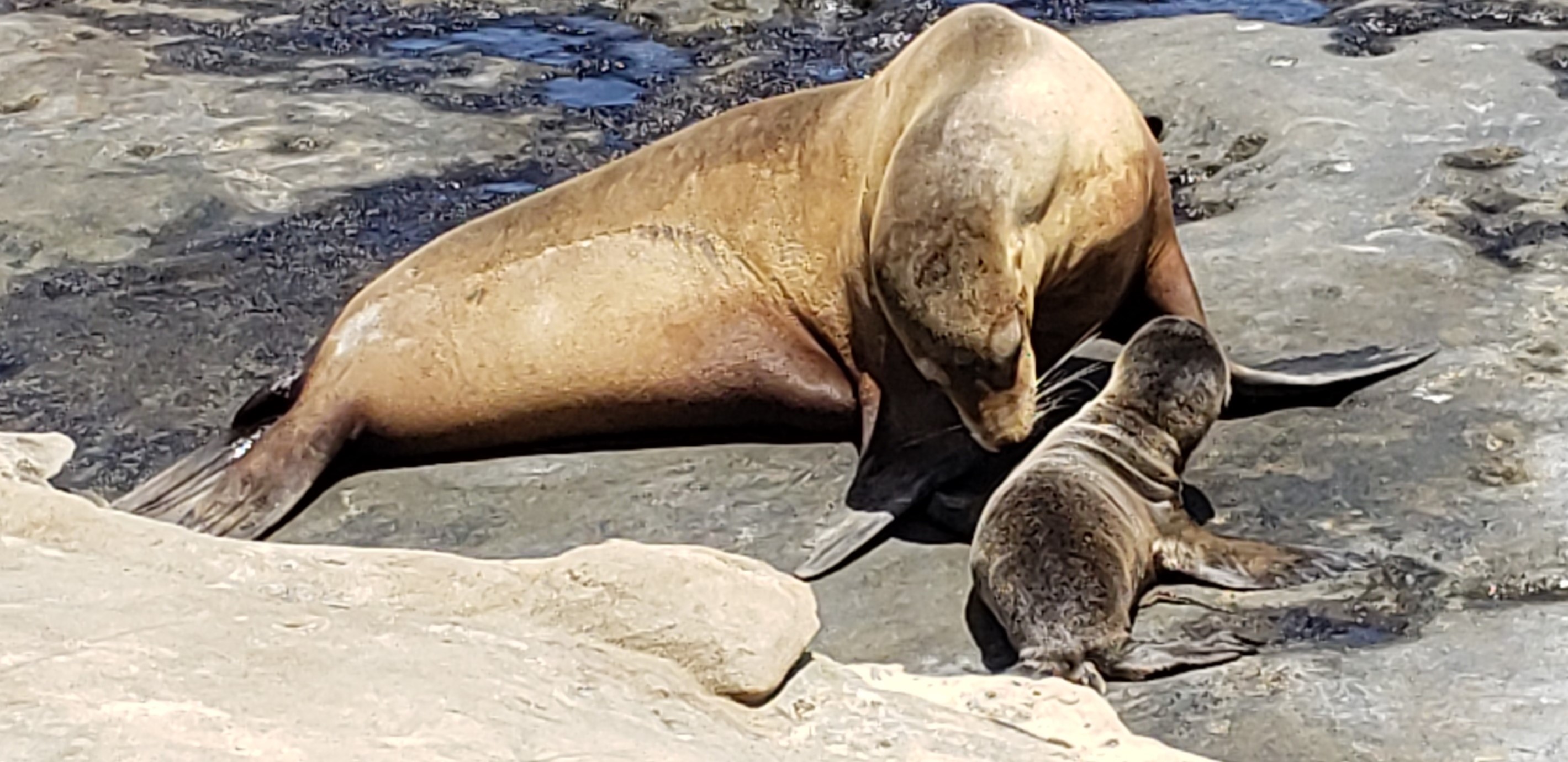 Guest commentary: Mismanagement of Point La Jolla is an embarrassment to San Diego - Vimarsana News