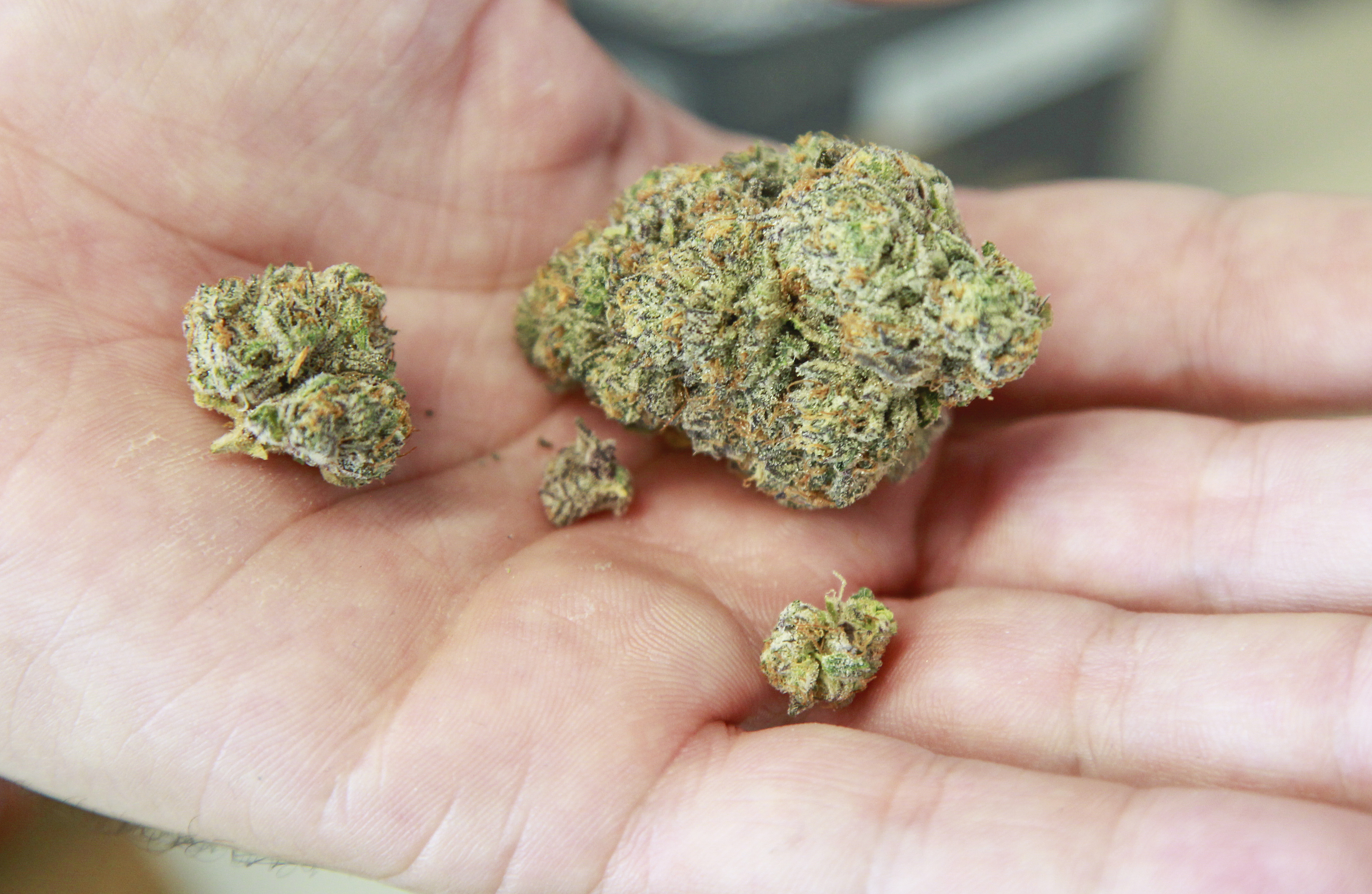 San Diego health officials remind parents of the risks of teen marijuana use - Vimarsana News