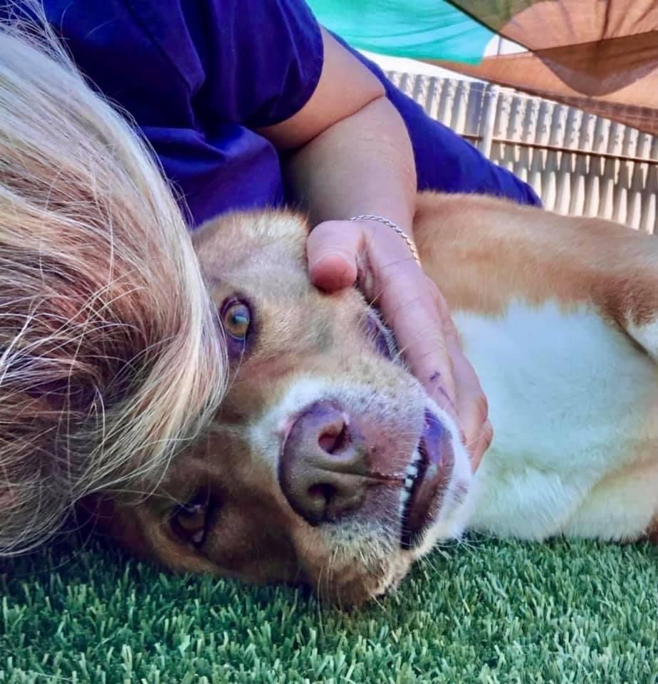 Helping the rescuers who save abandoned dogs and cats - Vimarsana News