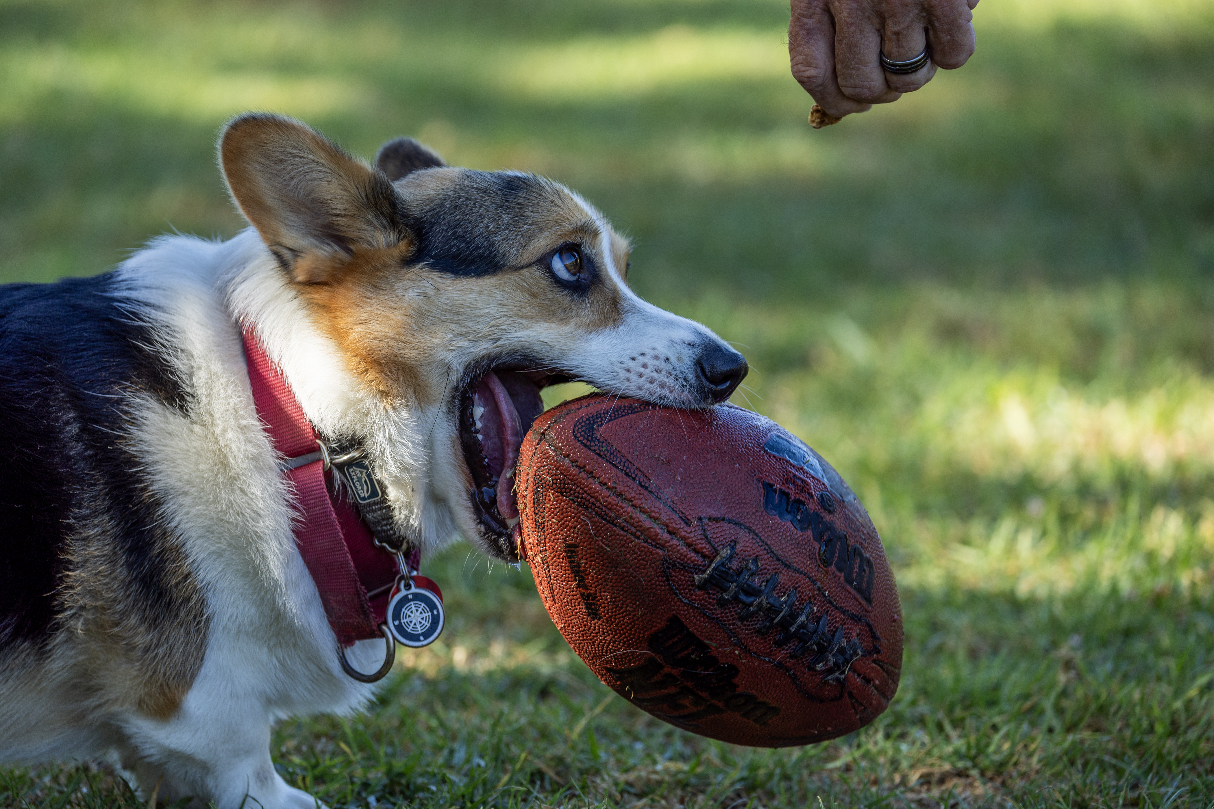 Microplastics discovered in human and dog testes - Vimarsana News