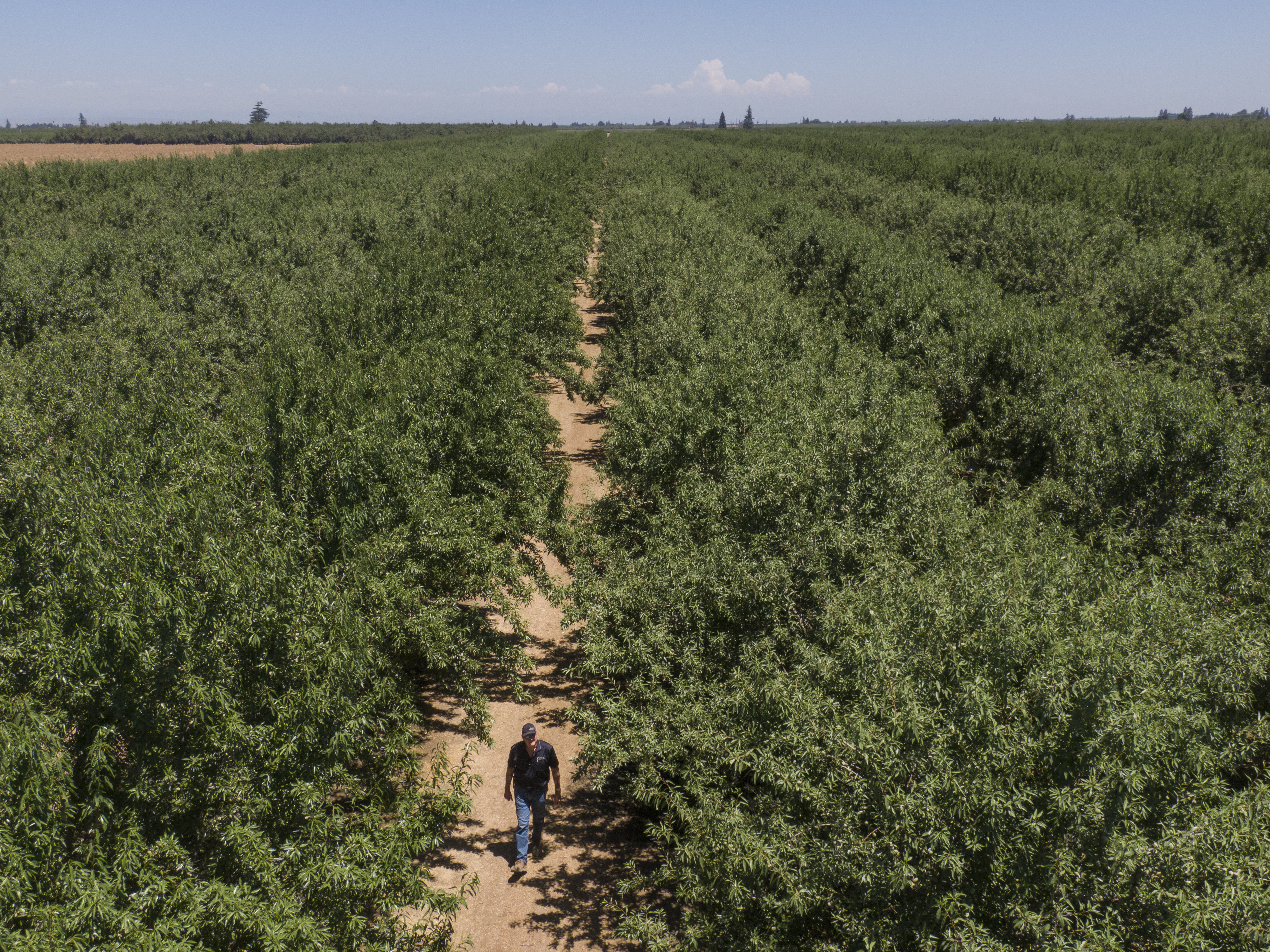 Should California stop growing almonds and alfalfa? - Vimarsana News