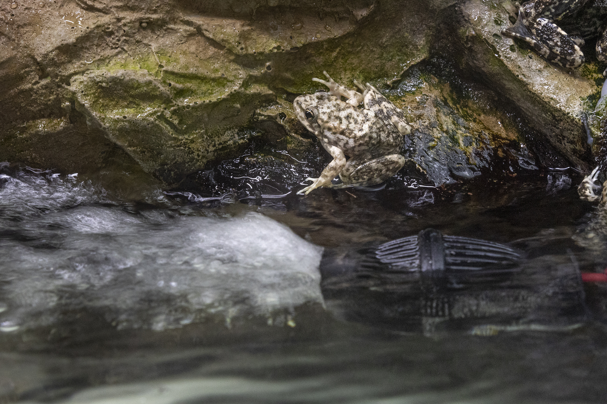 These frogs get swimming lessons before being released into the wild - Vimarsana News