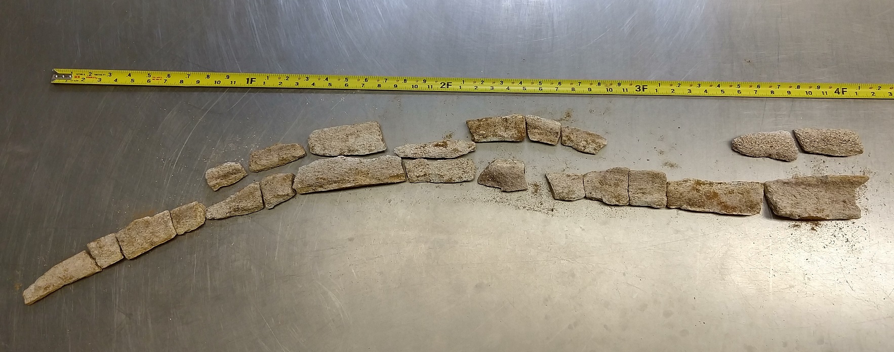 Whale fossil found at Oceanside resort construction site - Vimarsana News