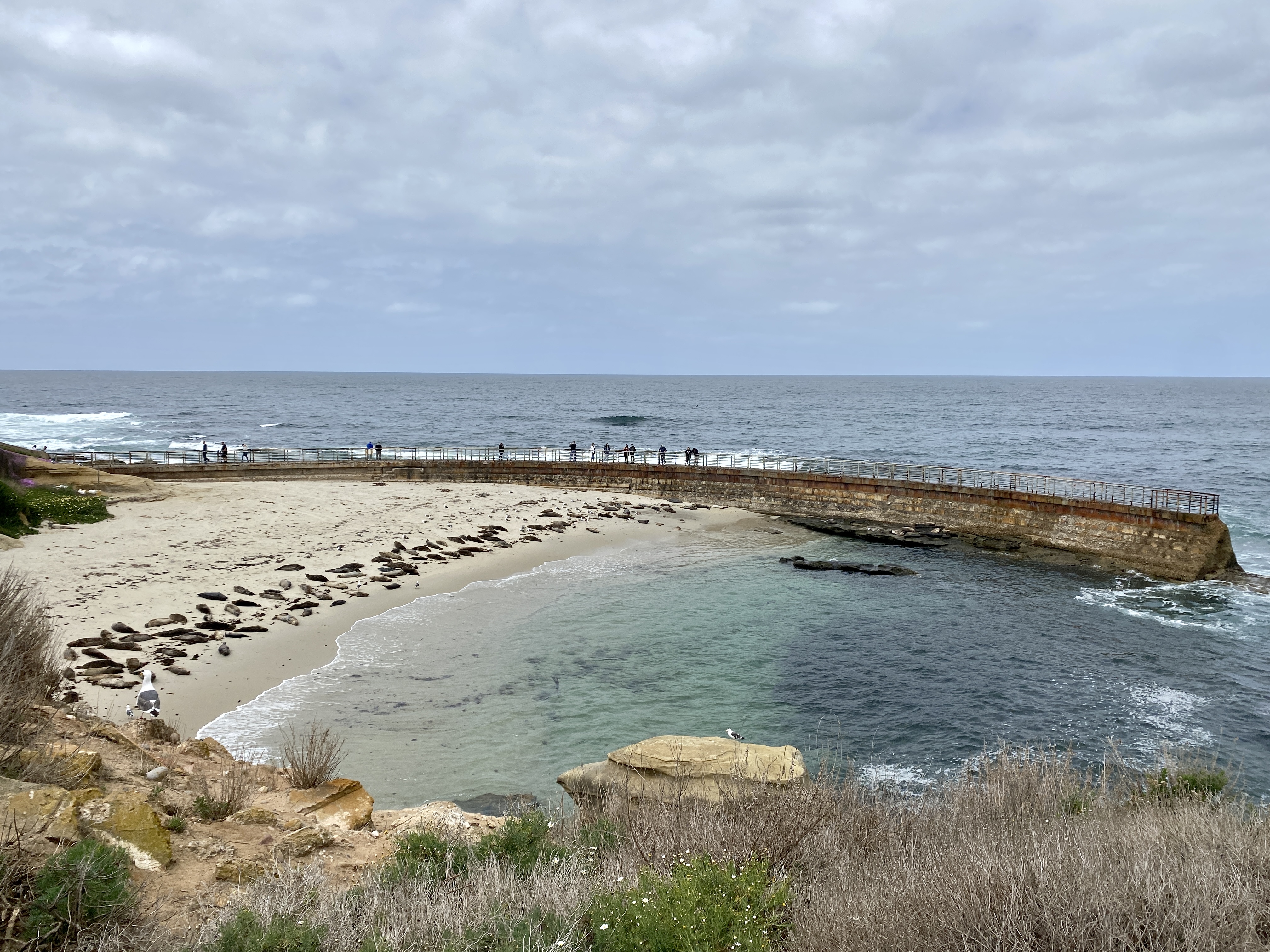 Early estimate suggests repairing Children's Pool seawall in La Jolla would cost $2.3 million - Vimarsana News