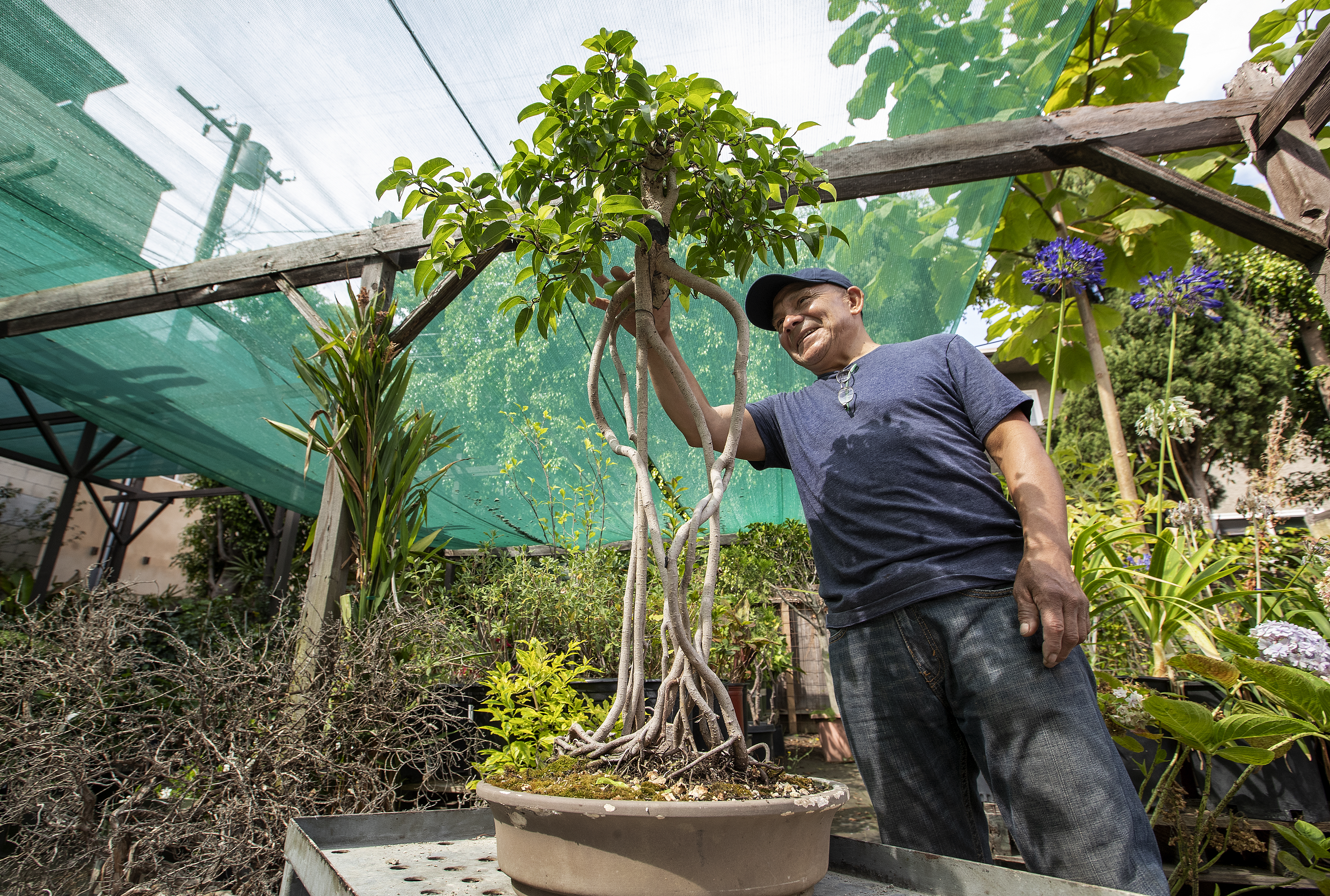 The Oaxacan-born cook caring for Yamaguchi Nursery's historic bonsai collection - Vimarsana News