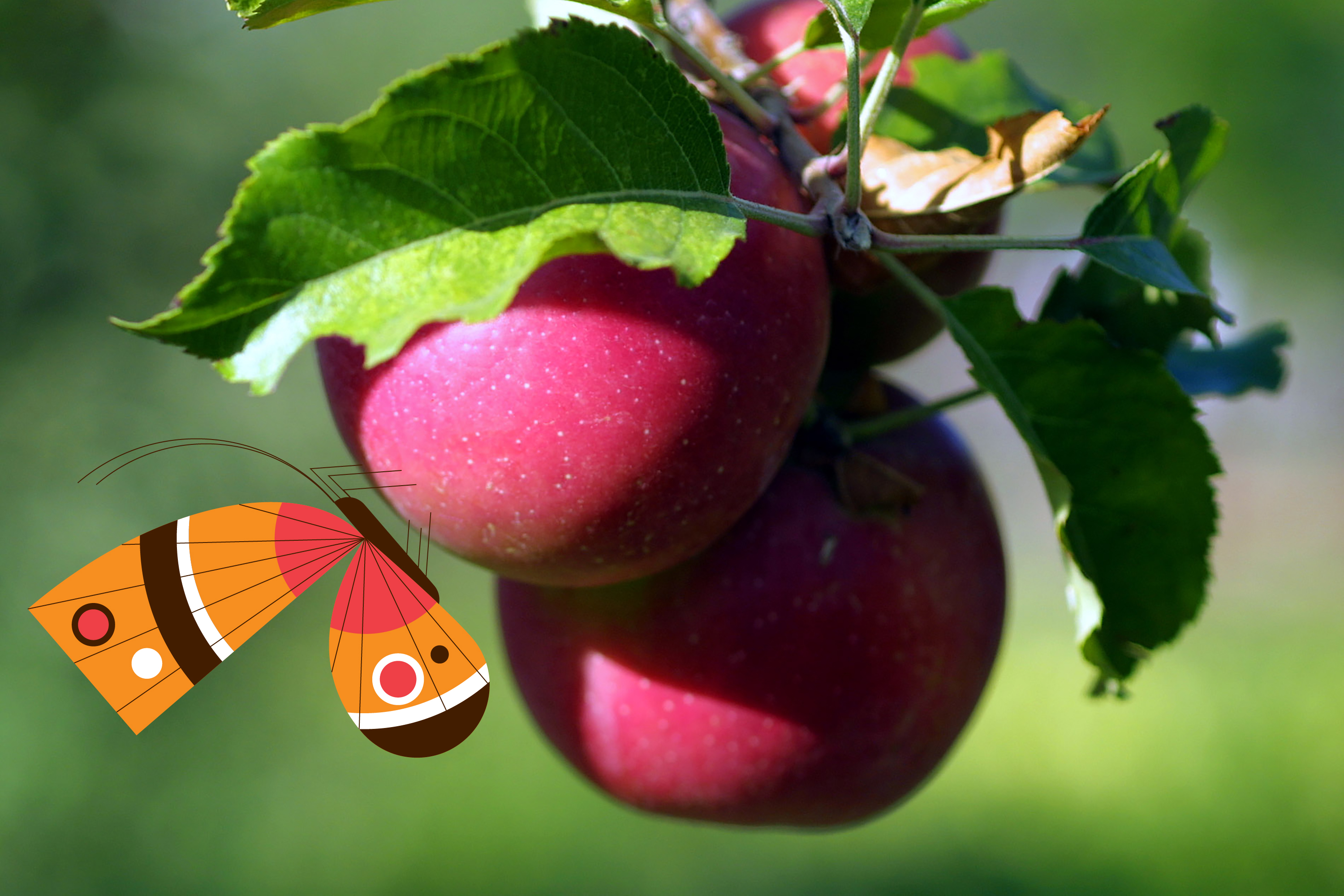 Where to go apple picking near L.A.? Julian, Oak Glen, more - Vimarsana News