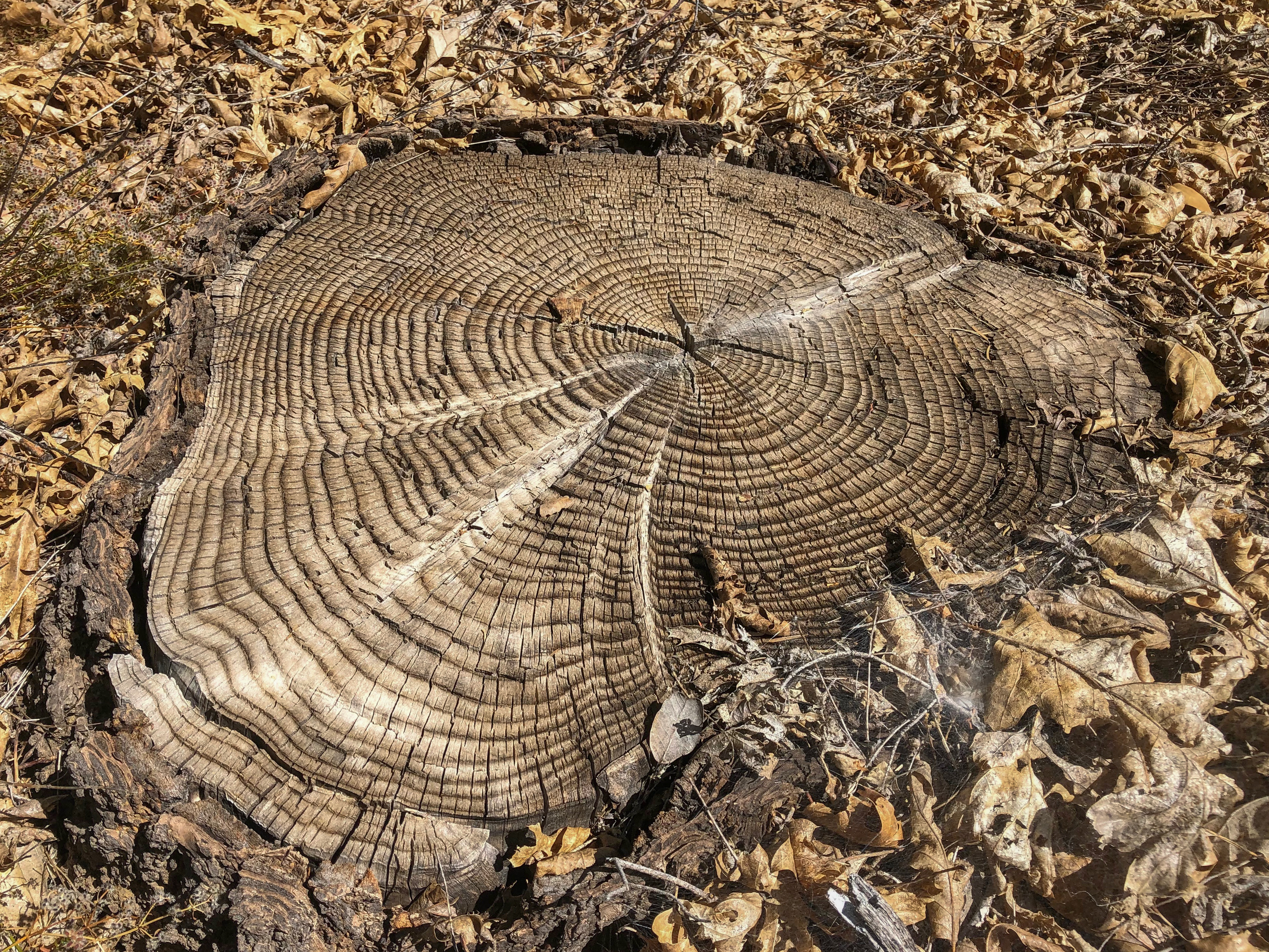Column: Trees tell own stories through their rings - Vimarsana News
