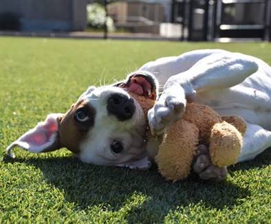 Helen Woodward Animal Center orphan pets receive assistance from Los Angeles Chargers and Lazy Dog Restaurant & Bar - Vimarsana News