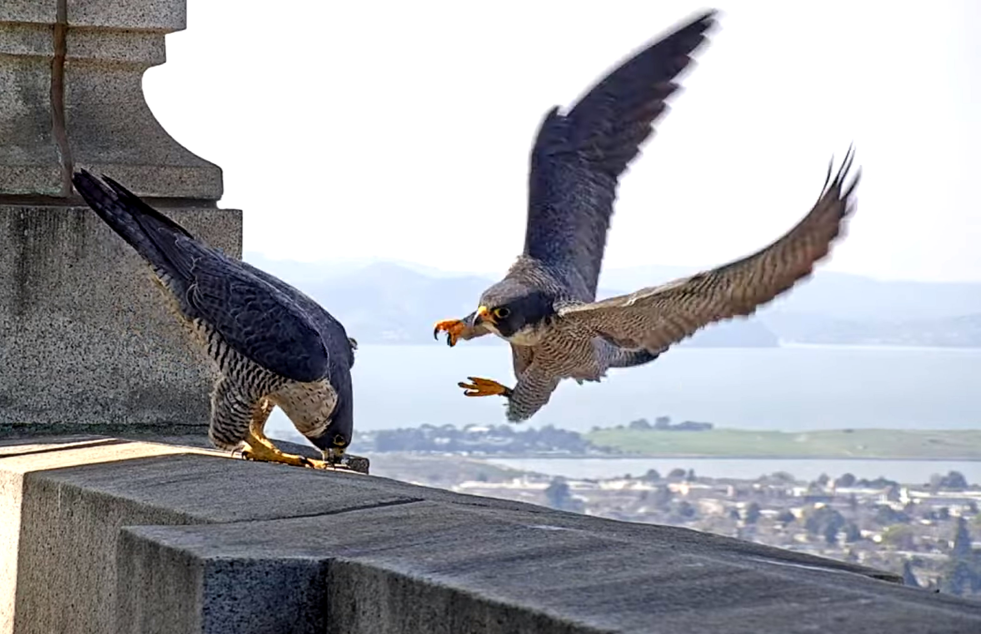 Avian soap opera unfolding in Berkeley has humans riveted - Vimarsana News