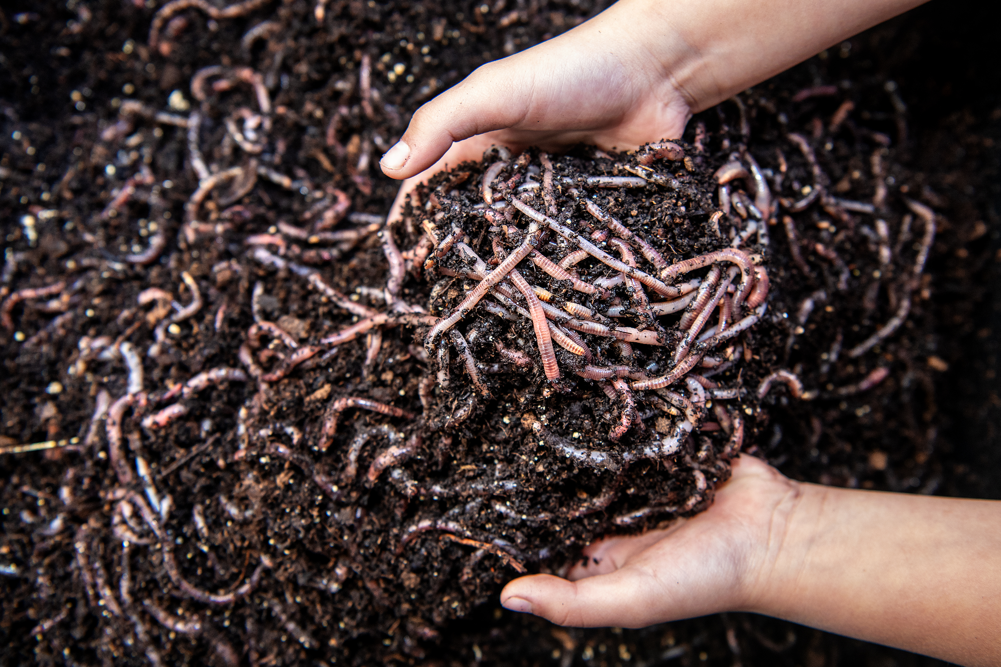 Where to buy composting worms near Los Angeles - Los Angeles Times - Vimarsana News