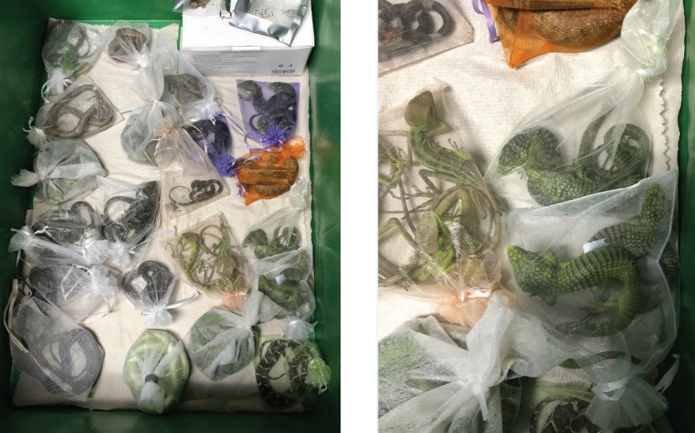 Man pleads guilty to smuggling reptiles in his pants while crossing U.S.-Mexico border - Vimarsana News