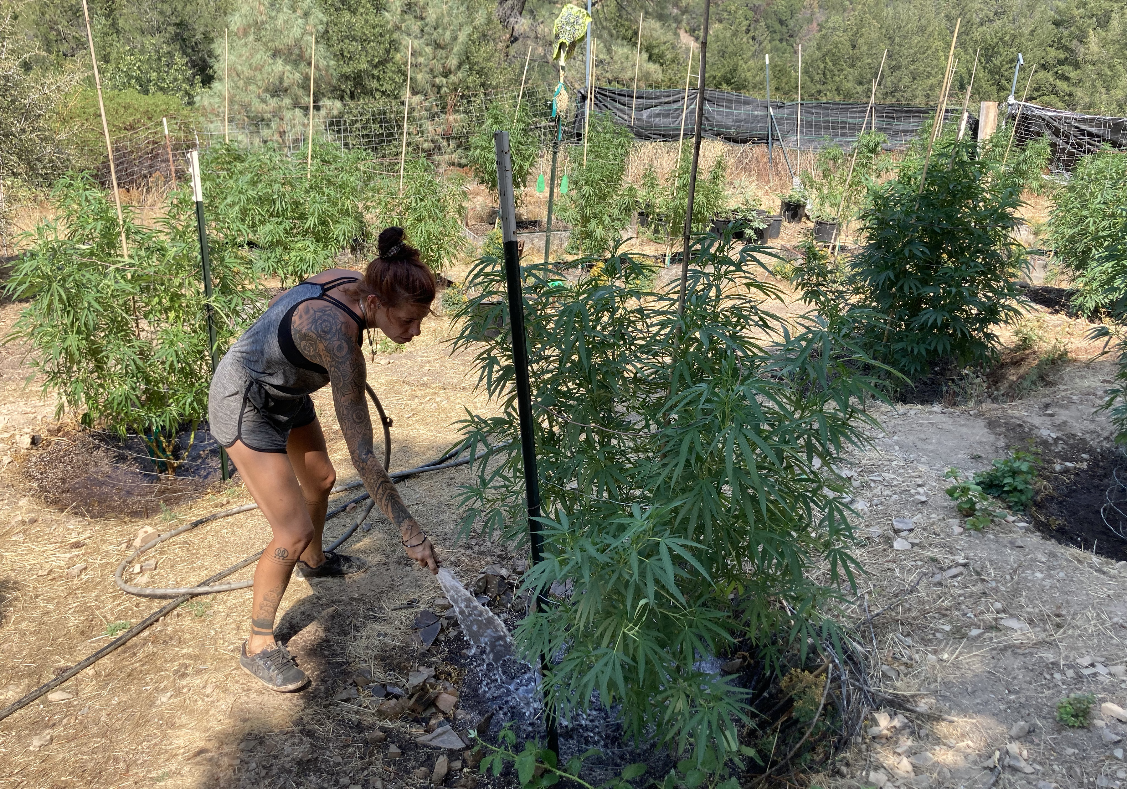 Today's Headlines: Lawmakers want answers on California cannabis industry abuses - Vimarsana News