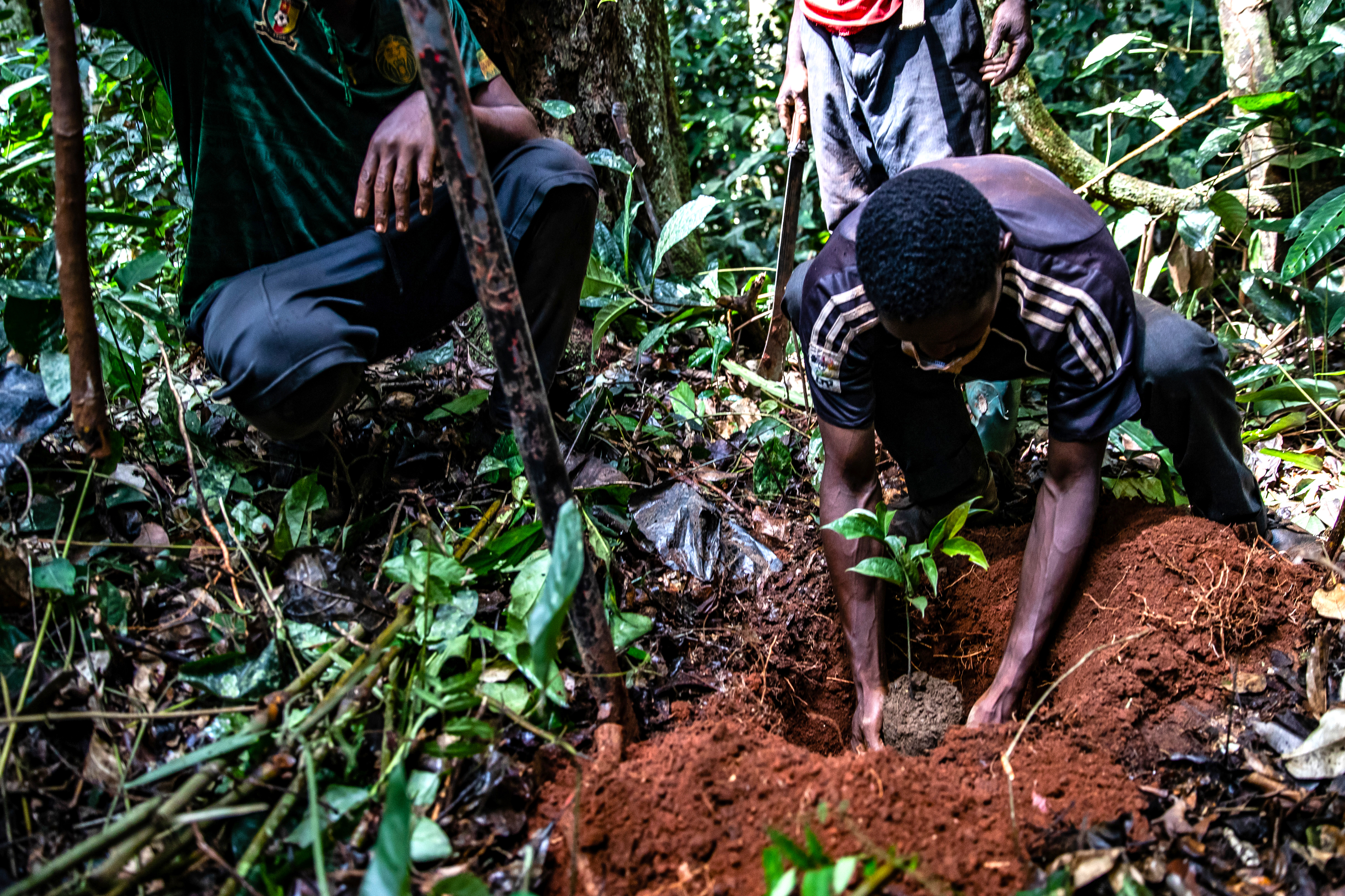 Taylor Guitars' 'Ebony Project' continues to save trees in Africa - Vimarsana News