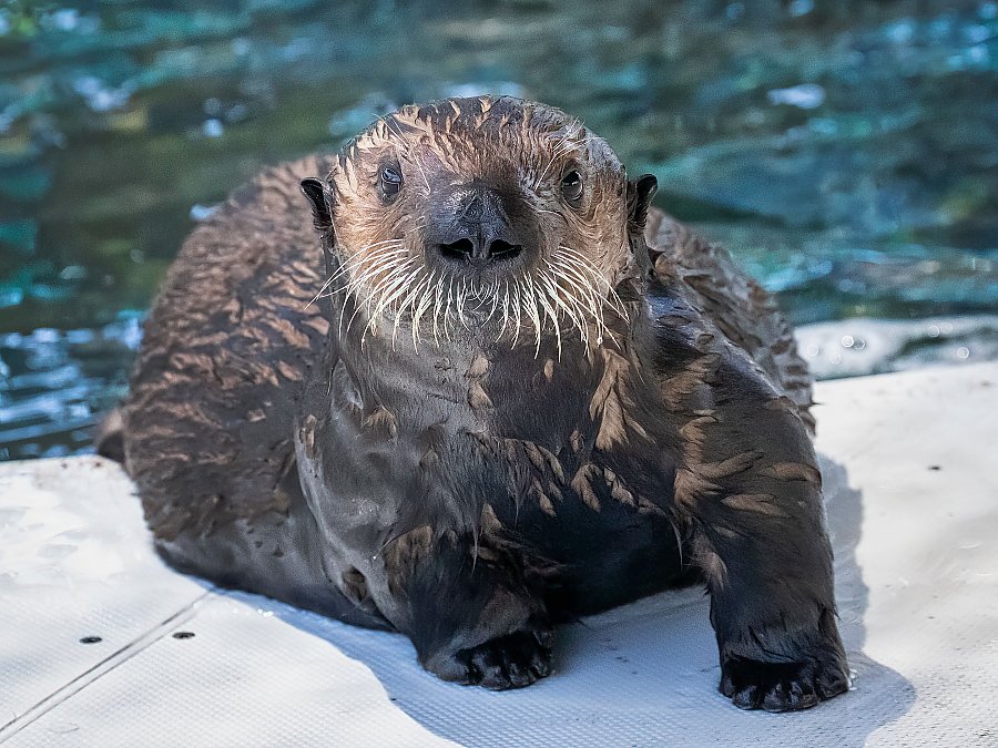 Long Beach aquarium needs your help naming rescued sea otter - Vimarsana News