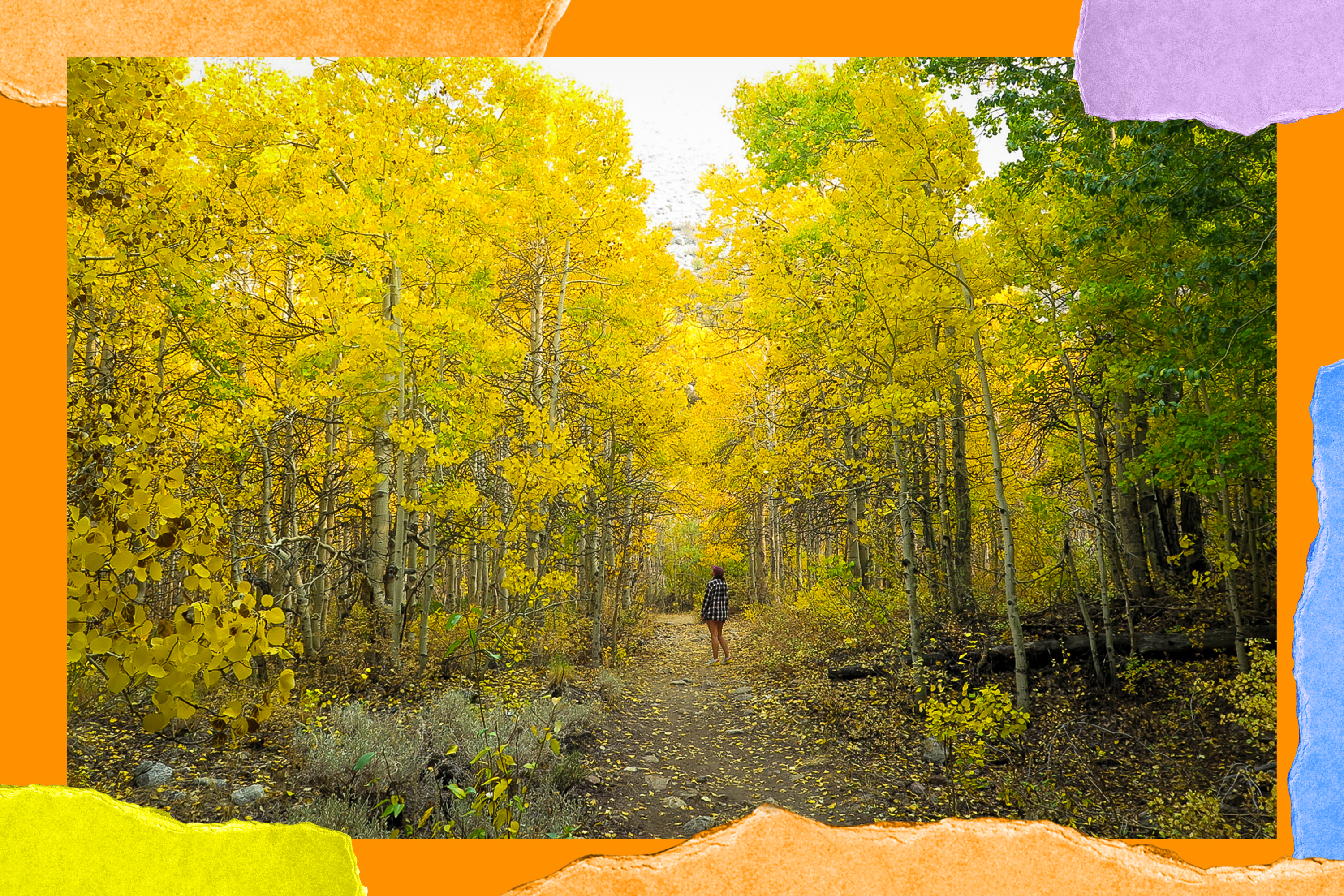 You can (and should) go leaf-peeping in California. We have tips - Vimarsana News
