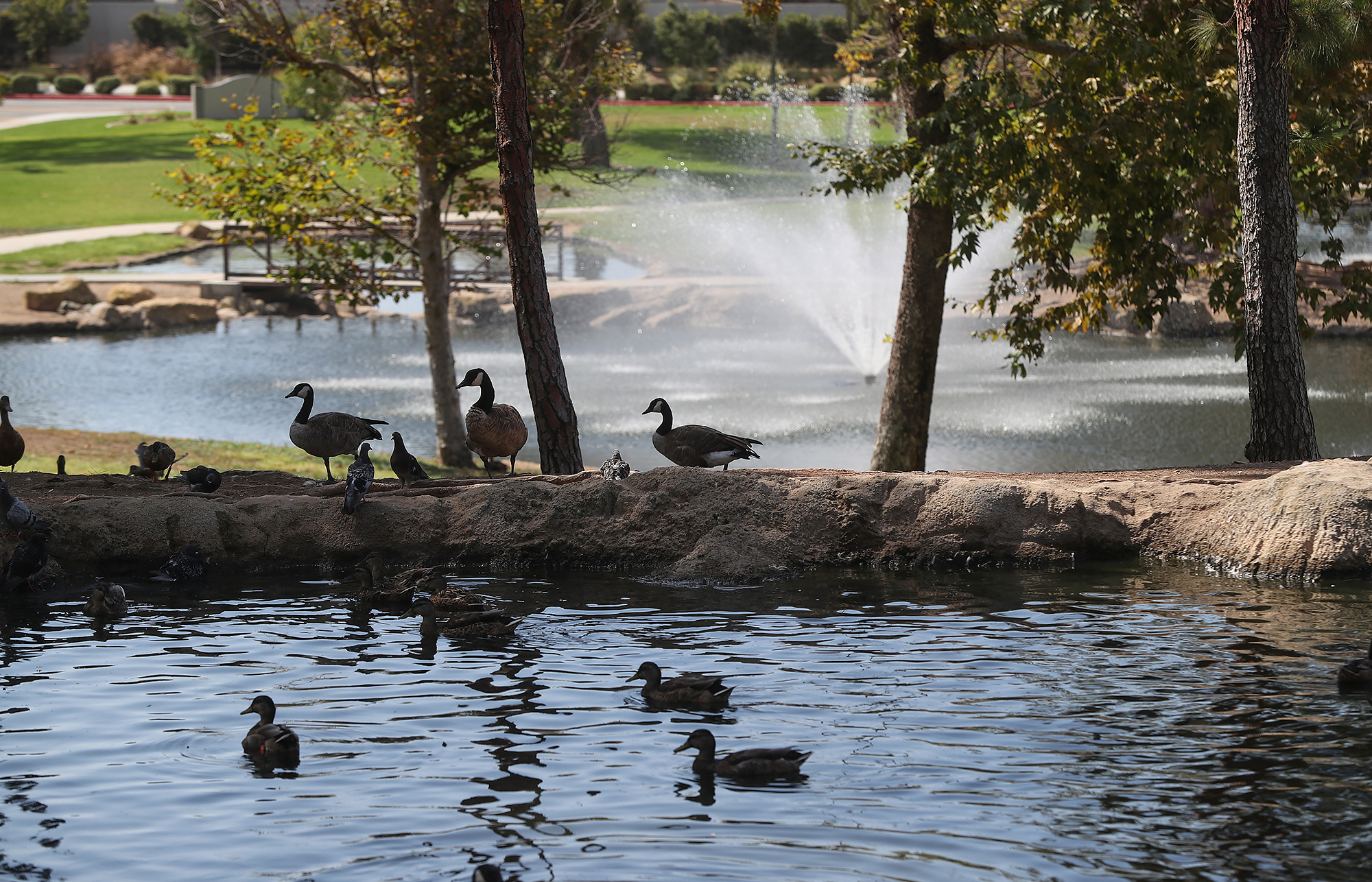 Costa Mesa hatching $2M plan to clear up TeWinkle's lakes, where bird poop is a problem - Vimarsana News