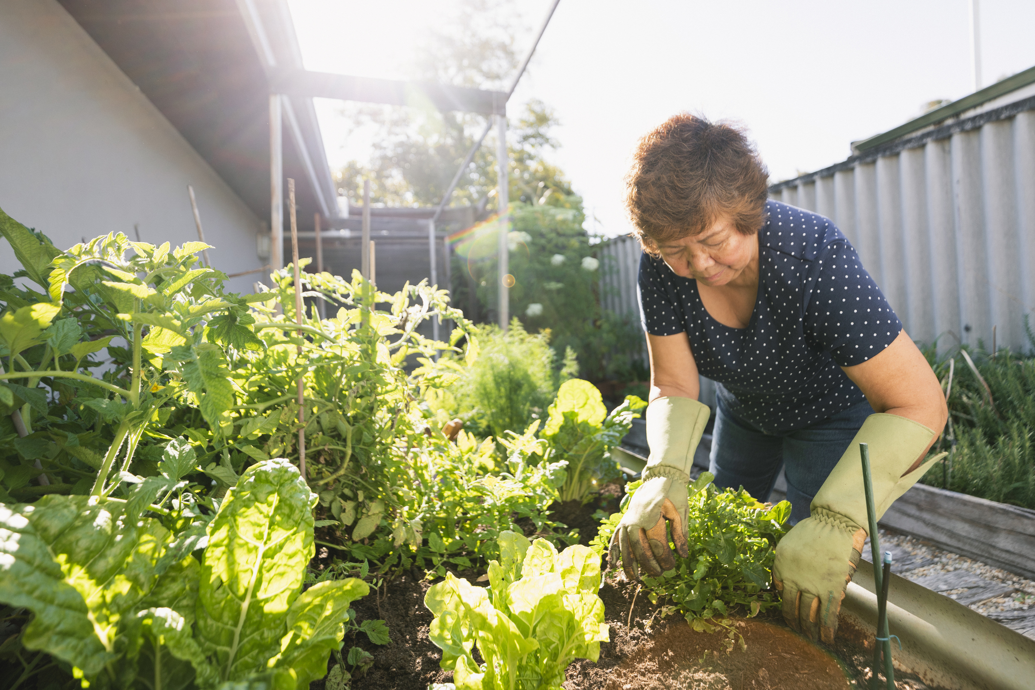 Beat the heat in your July garden: How to keep your plants — and yourself — from drooping - Vimarsana News