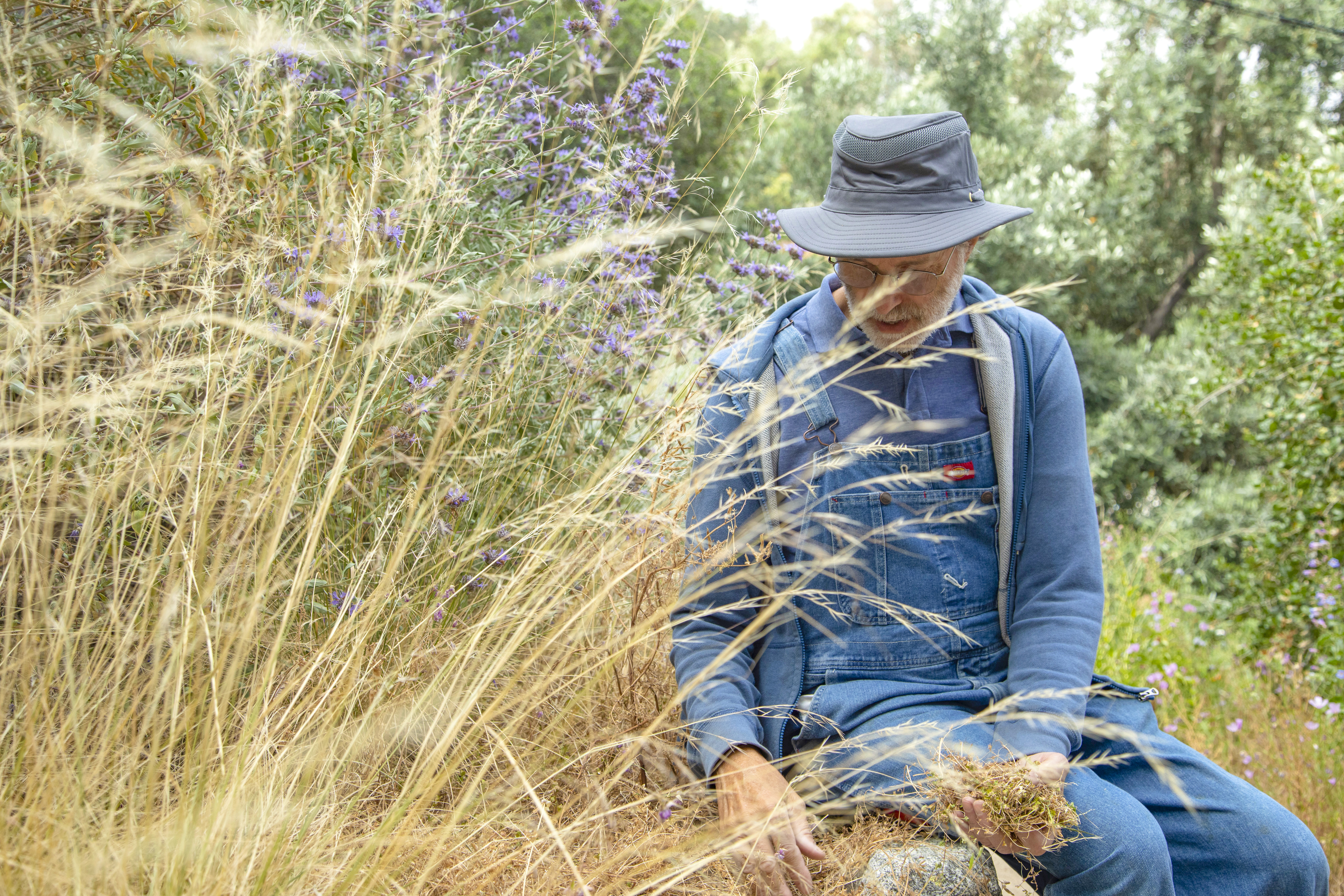 How to care for a California native plant garden in summer - The San Diego Union-Tribune - Vimarsana News