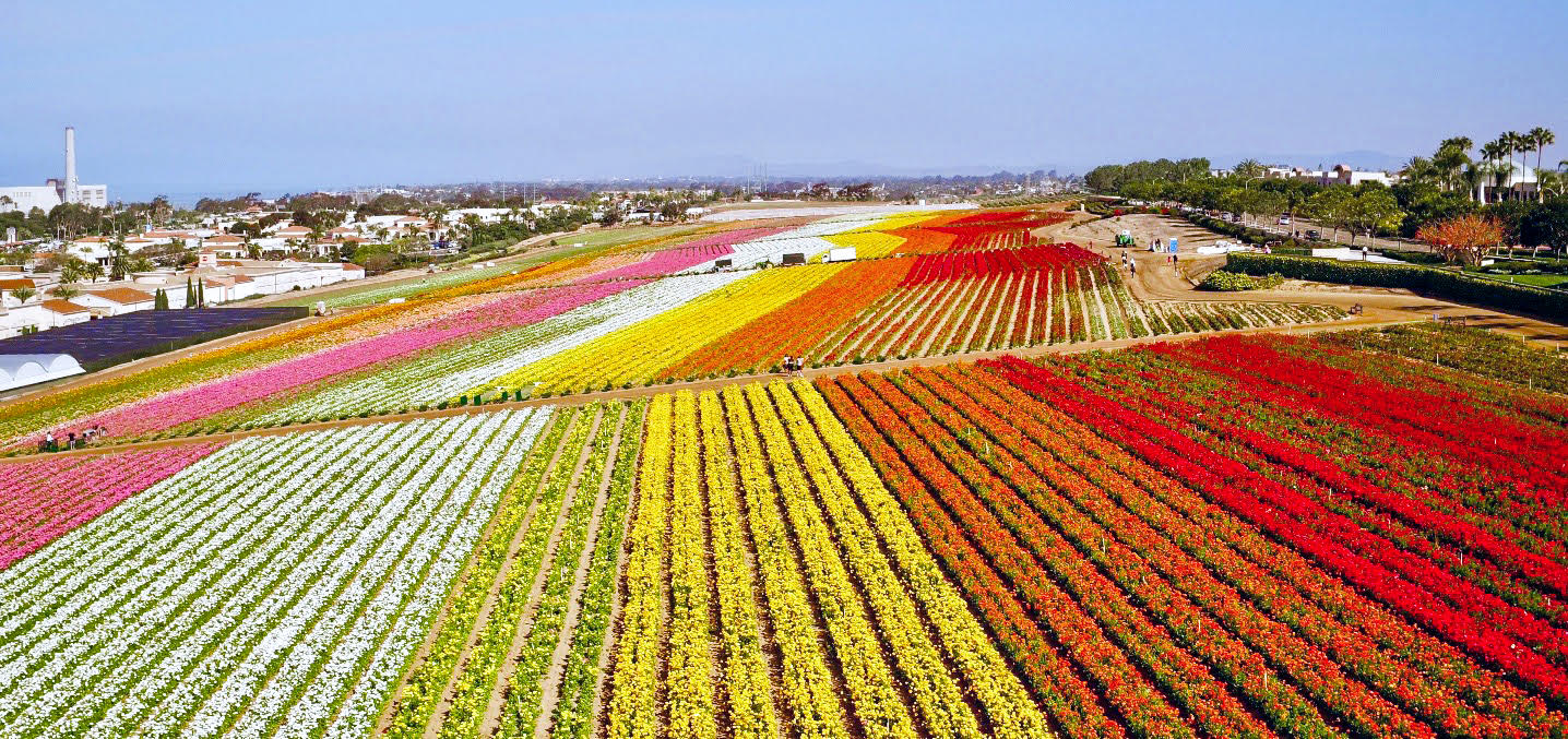 Carlsbad using flowers to hook more tourists into springtime stays - Vimarsana News