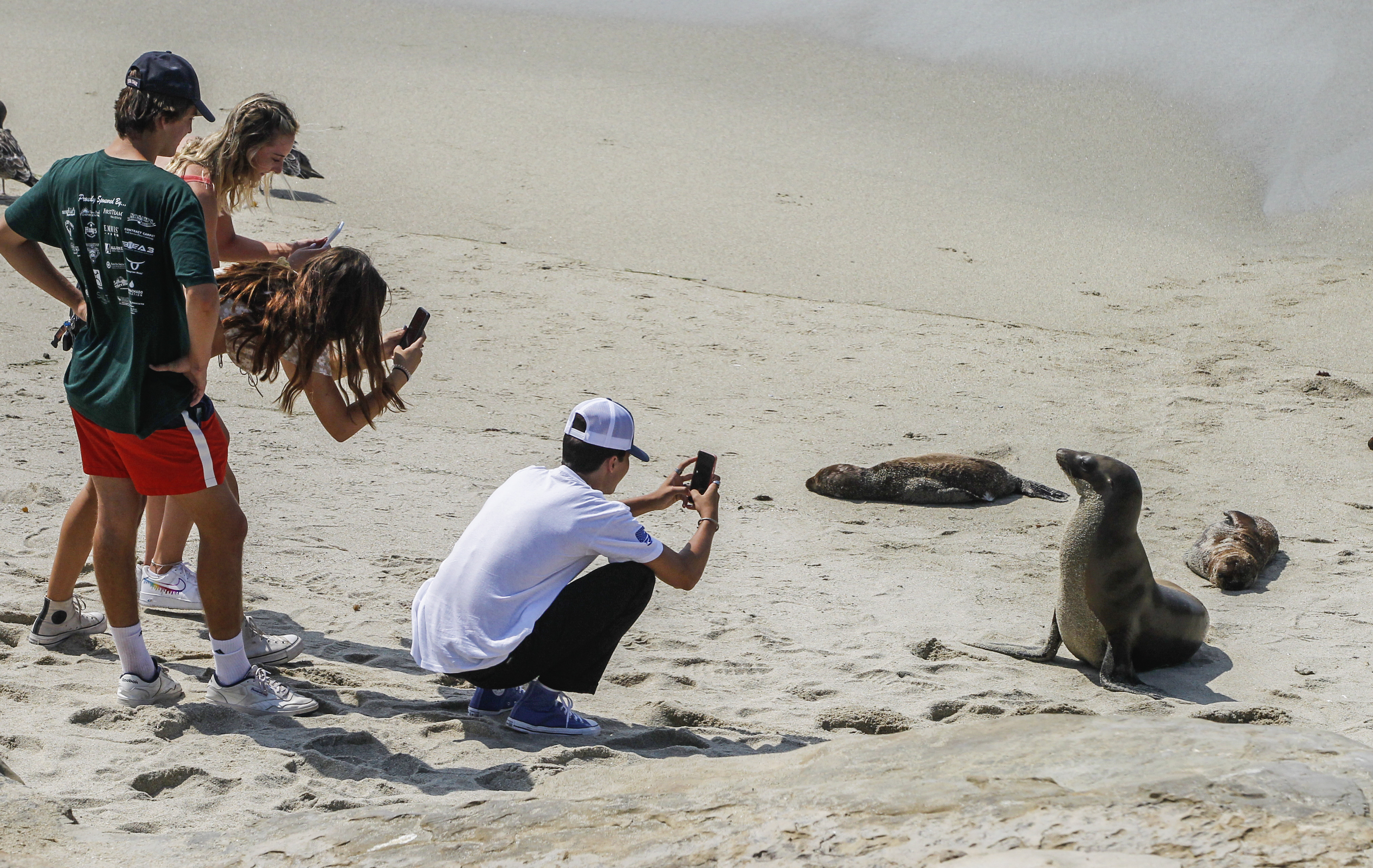 City to post signs at La Jolla Cove encouraging 'sea lion social distancing' and 'responsible tourism' - Vimarsana News