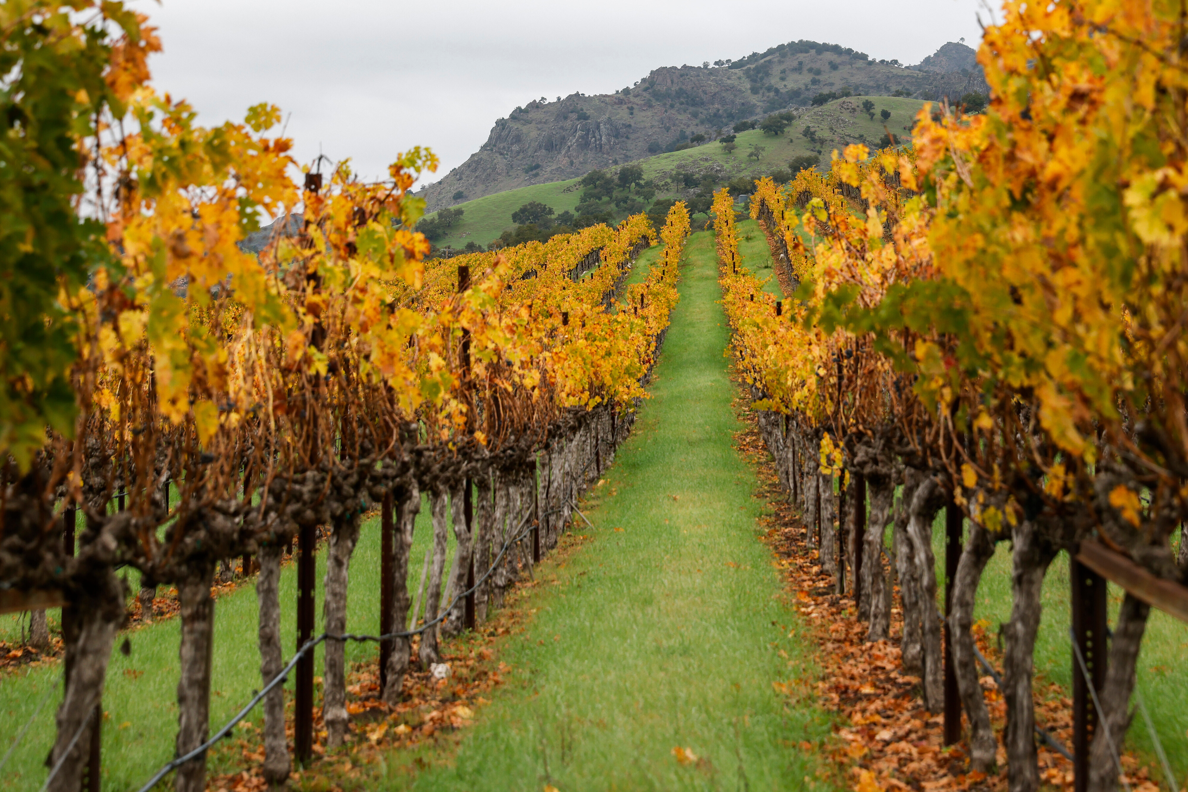 Why Californias wine industry is being crushed