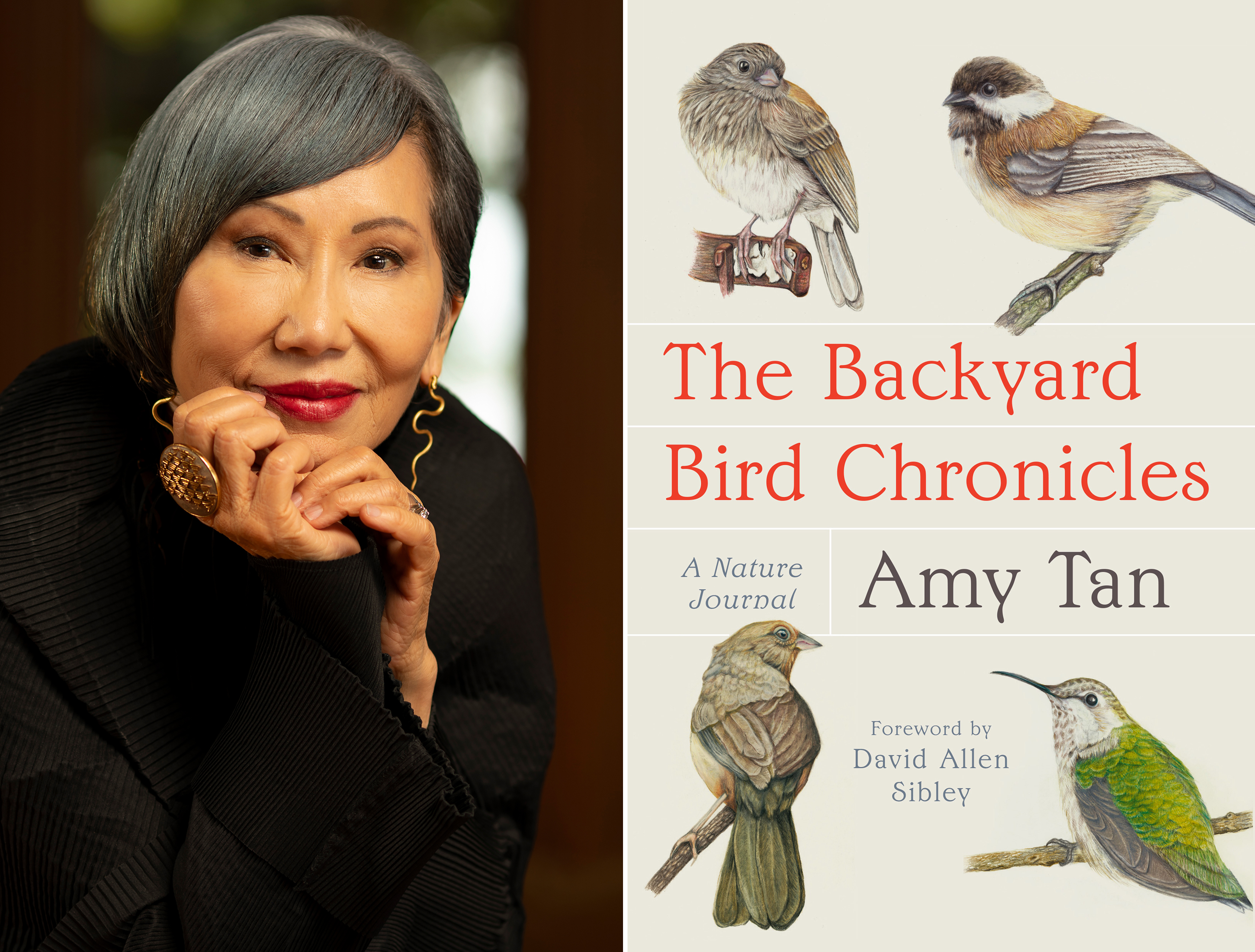 'A sense of calm': Amy Tan's writing and illustrations soar in new book about birds - Vimarsana News
