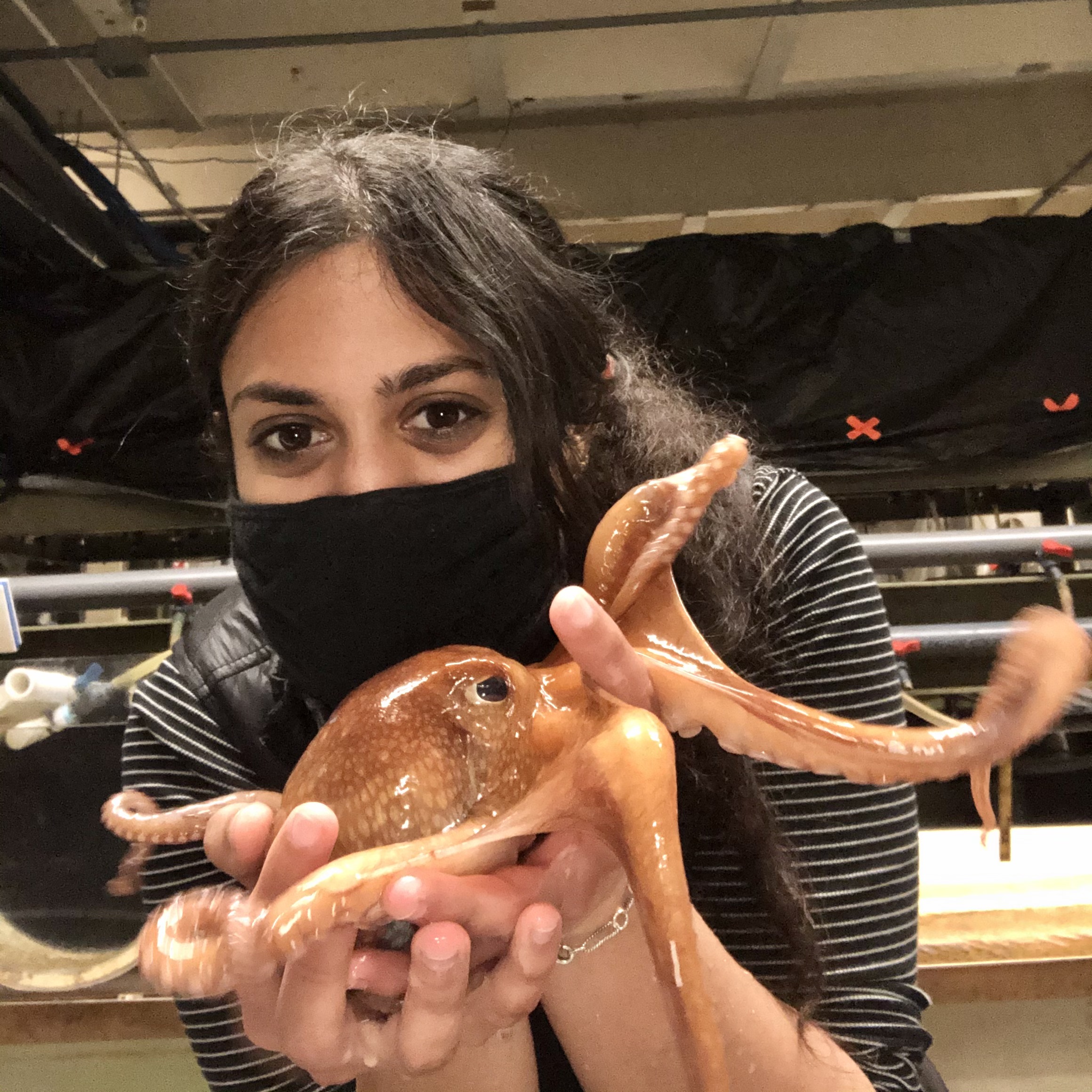 Rescued octopus gives birth and dies. Grad student helps raise surprise eggs - Vimarsana News