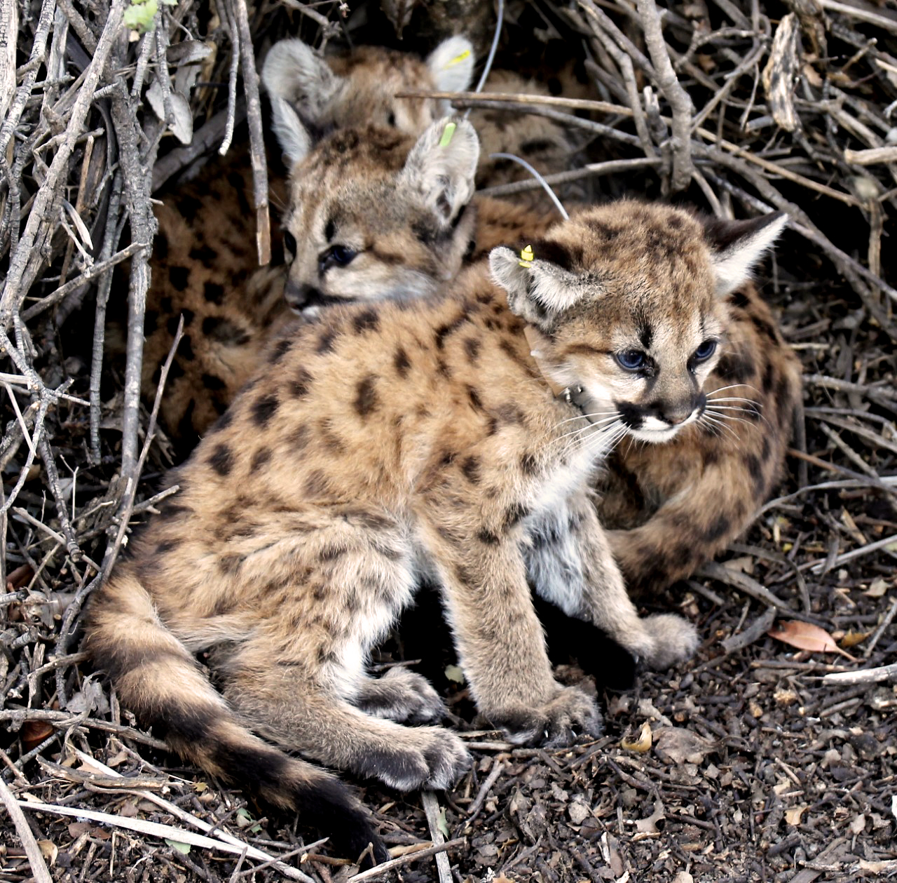 Mountain lion kittens found near Thousand Oaks office building - Vimarsana News