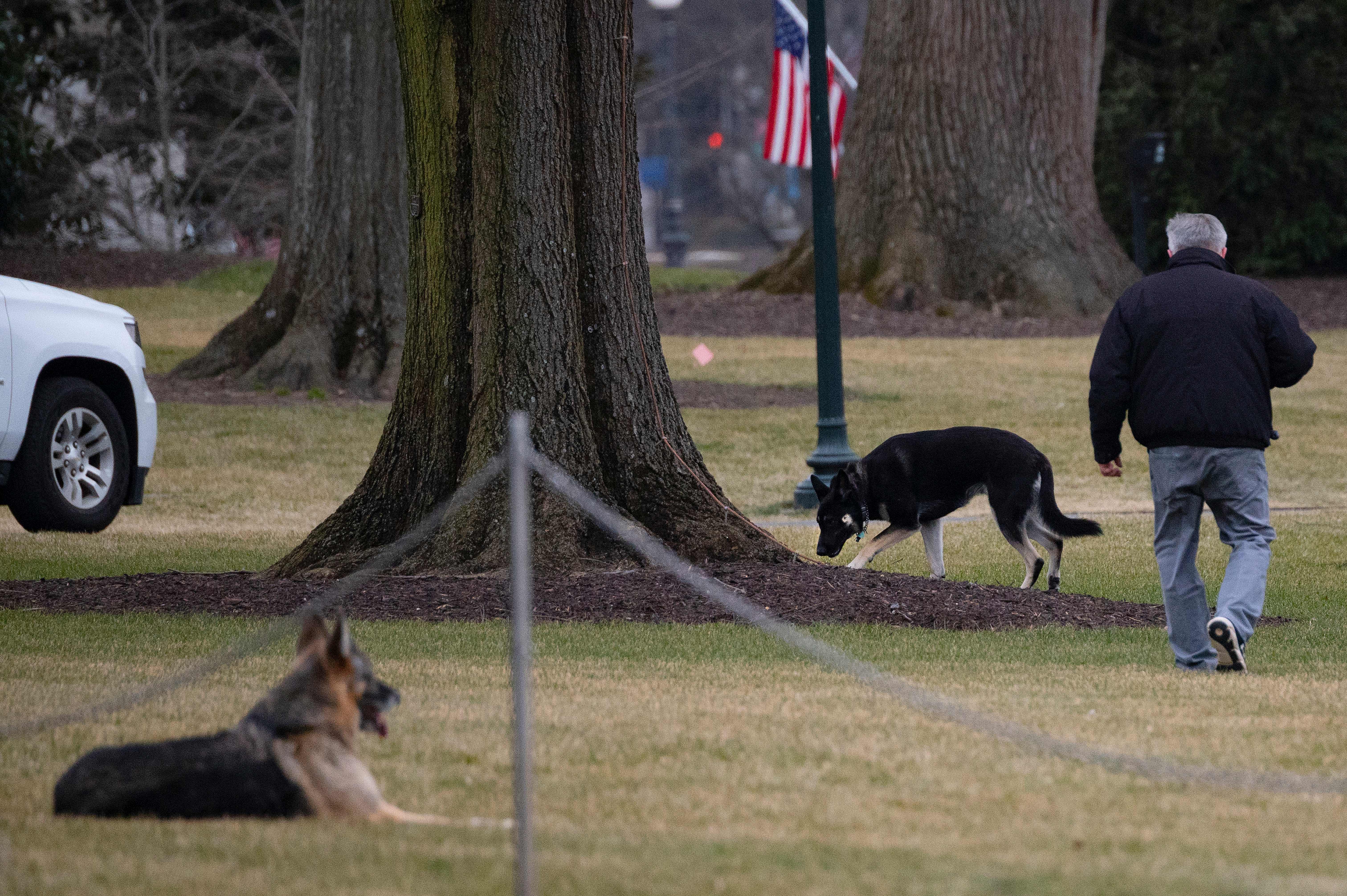 Biden's 2 dogs move in after pet-less period at White House - Vimarsana News