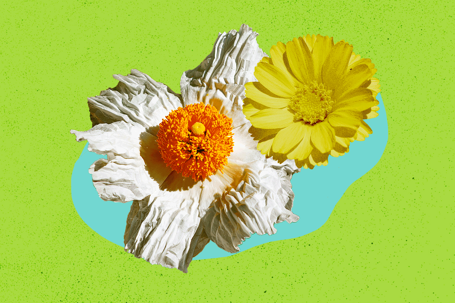 Best California native plants for when summer heats up - Vimarsana News