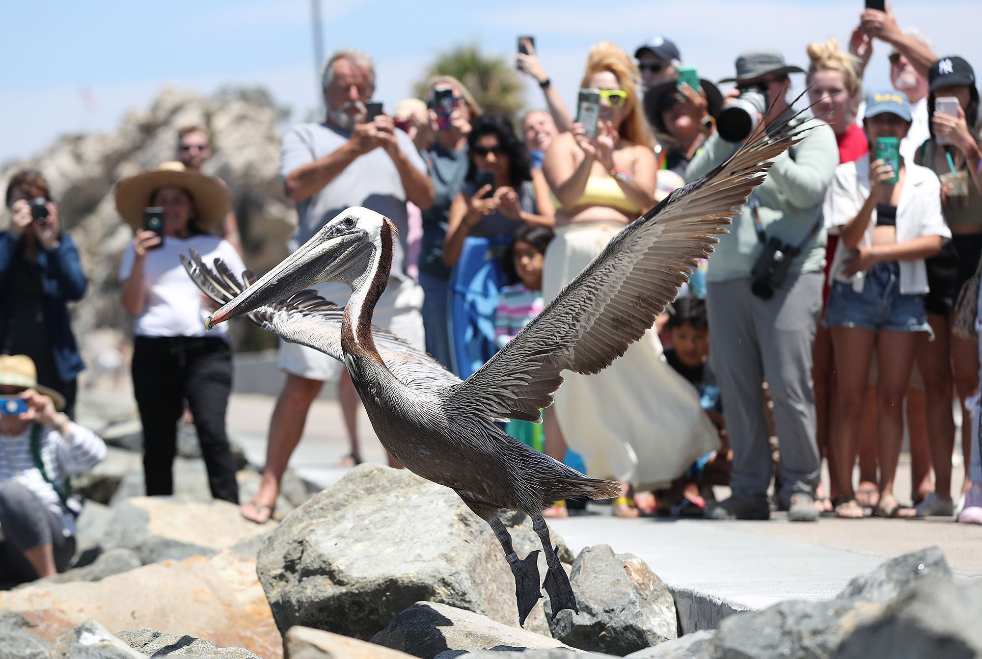 Brown pelicans released into wild after mass stranding event - Vimarsana News