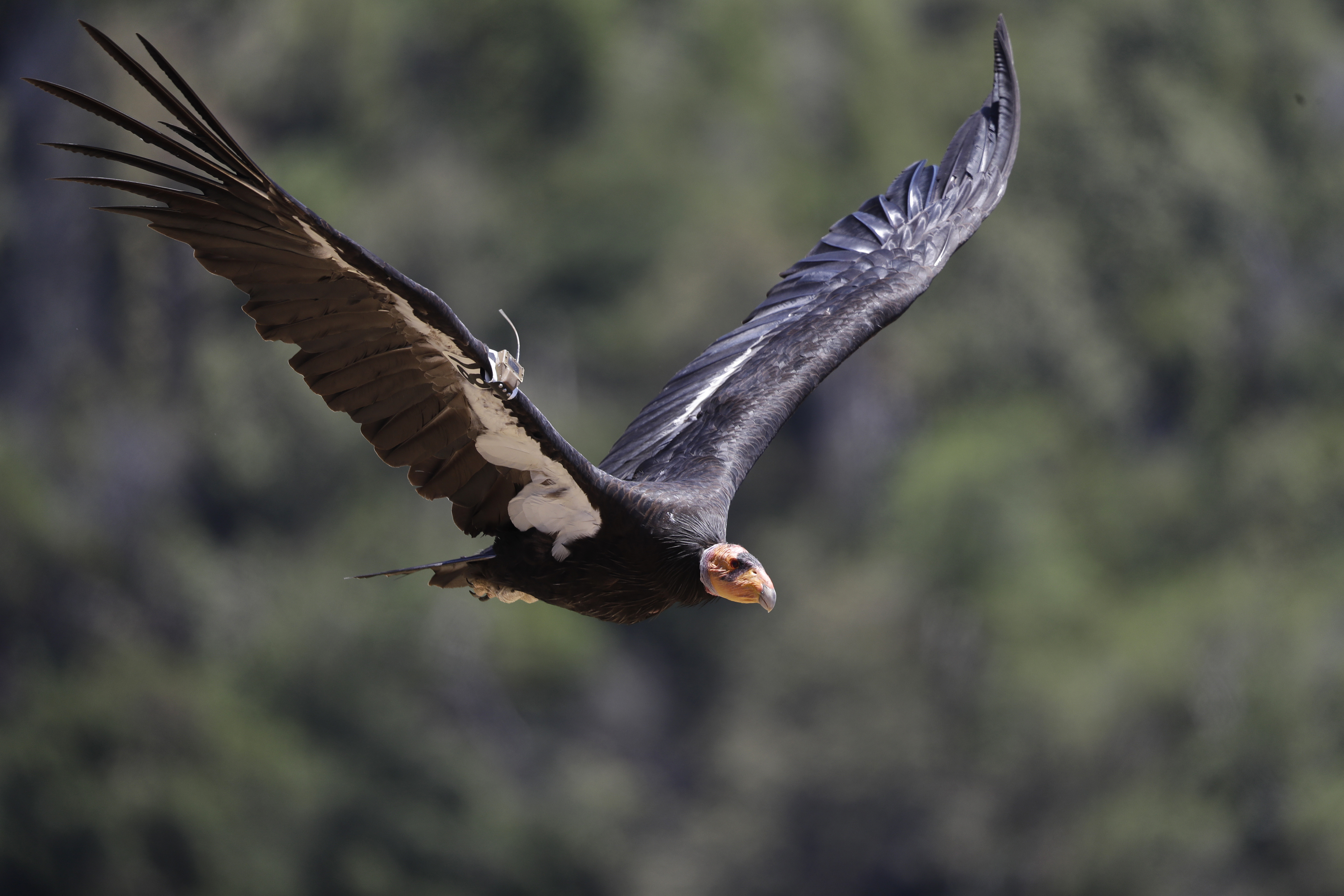 Avian flu poses new threat to endangered California condors - Vimarsana News