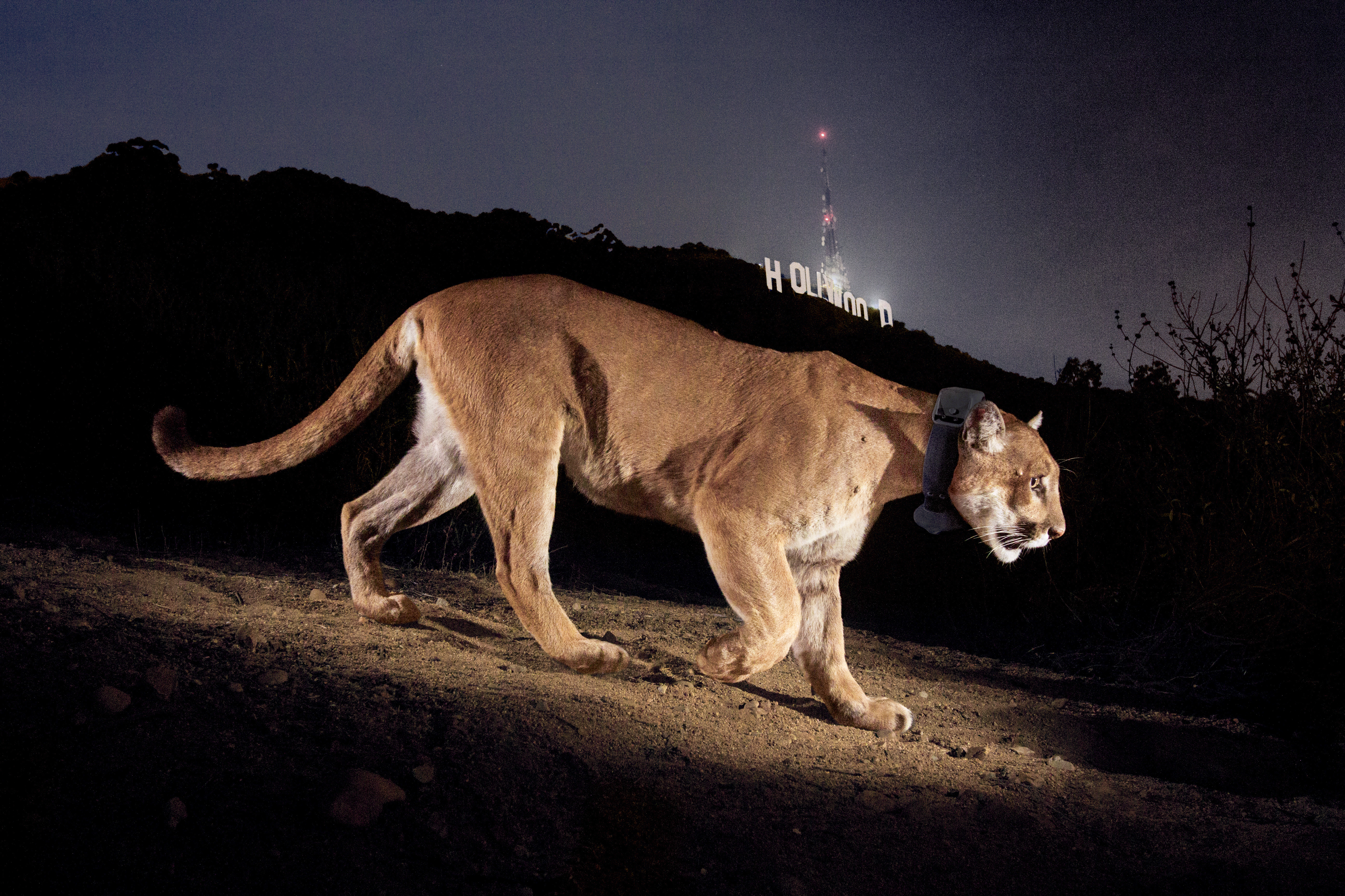 Stunning photos of L.A.'s celebrity mountain lion - Vimarsana News