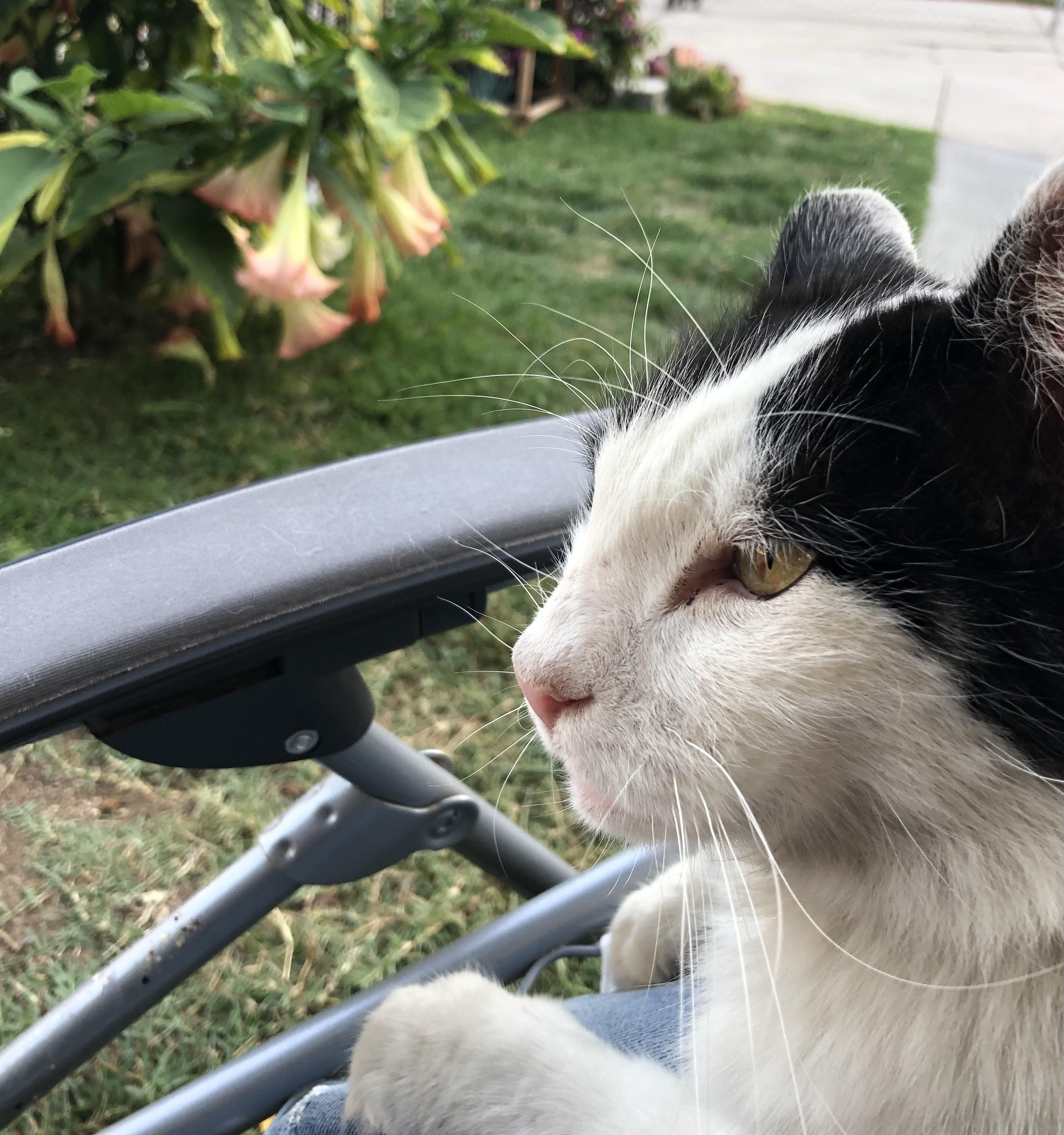 Op-Ed: His cat, his house, his neighborhood gone - Vimarsana News