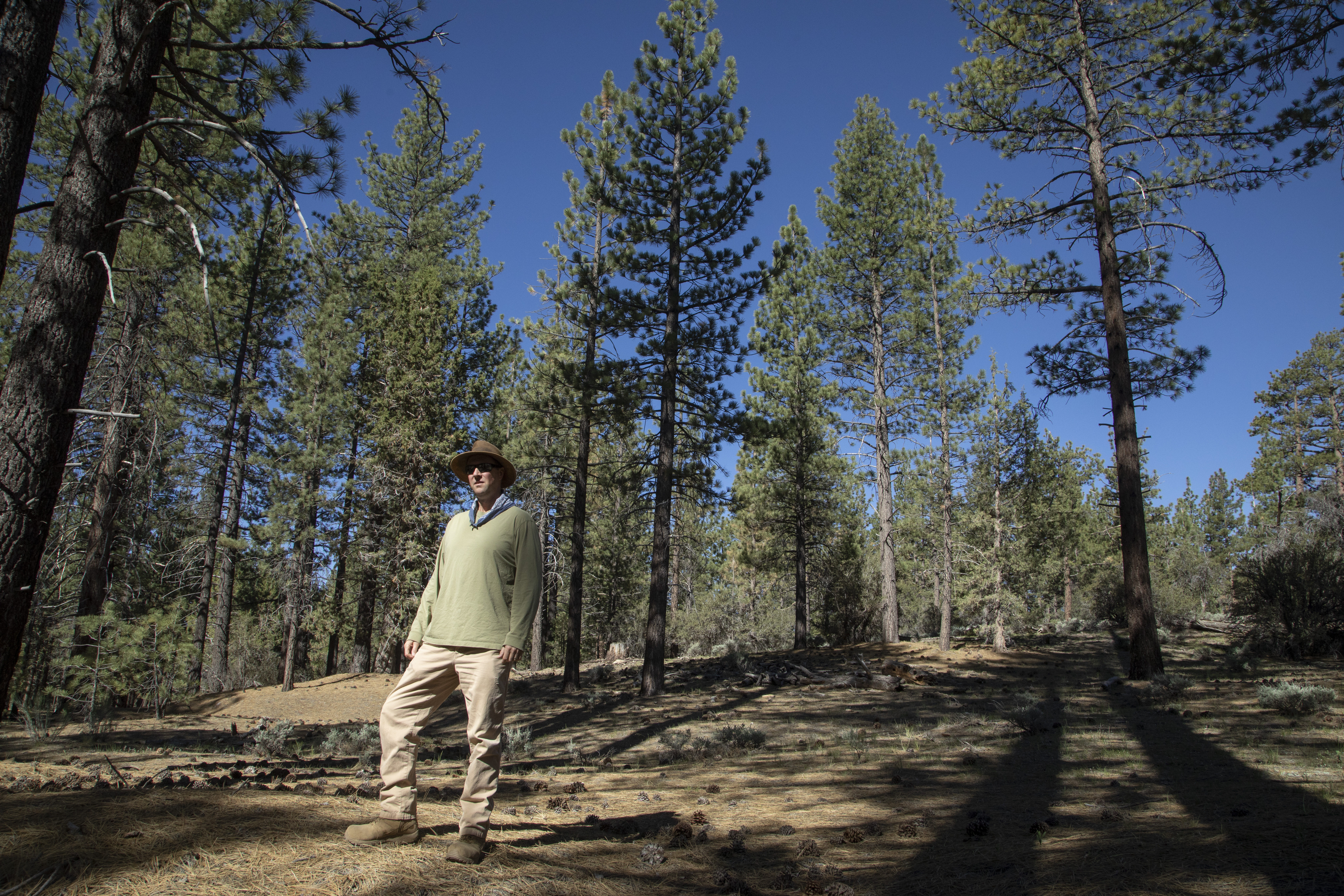 Forest thinning proposal fuels controversy at Big Bear Lake - Vimarsana News