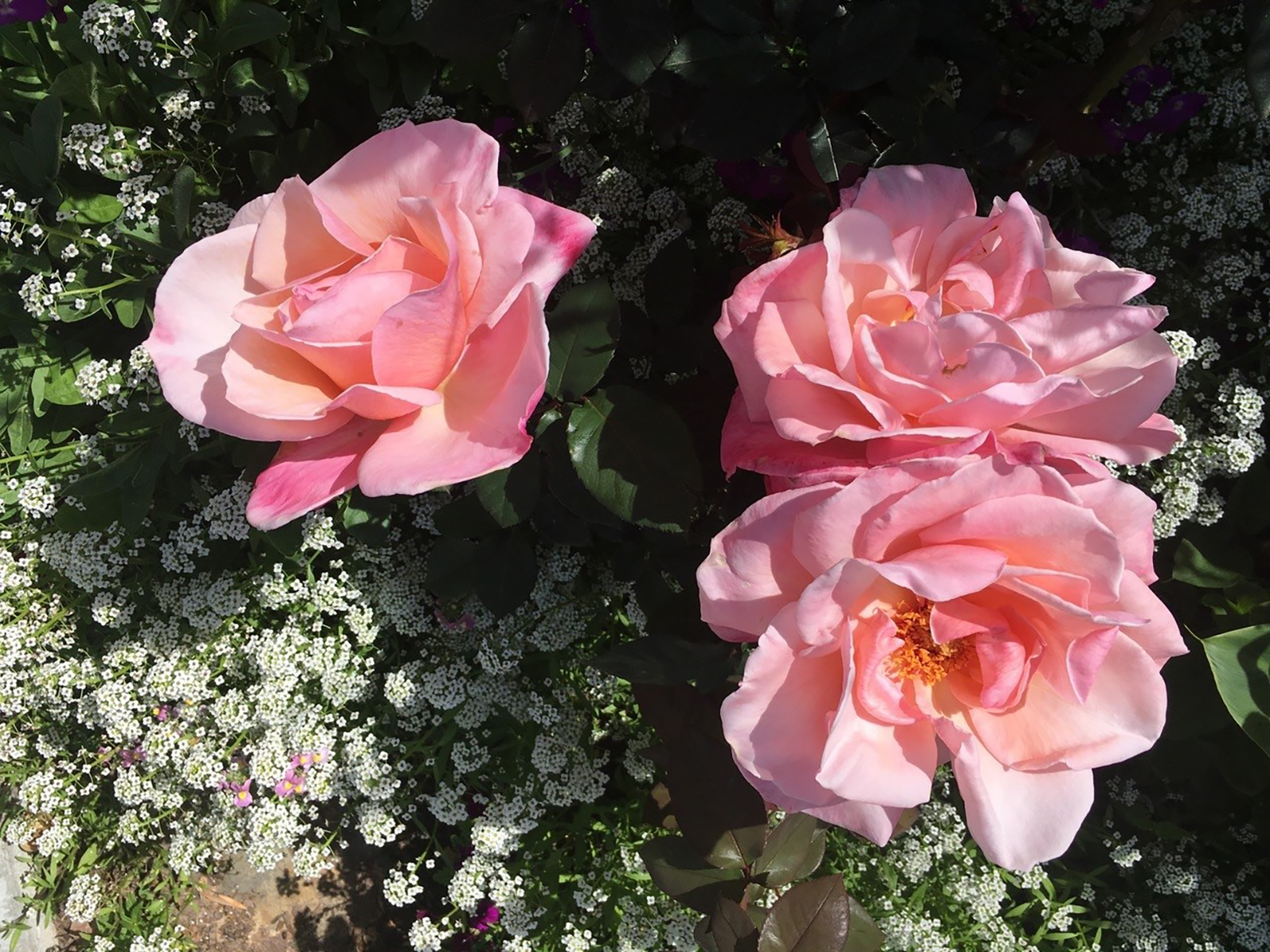 In the rose garden, minimize water use, maximize every drop - Vimarsana News