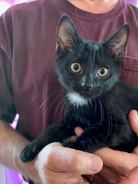 Ramona Rescue of the Week - Vimarsana News