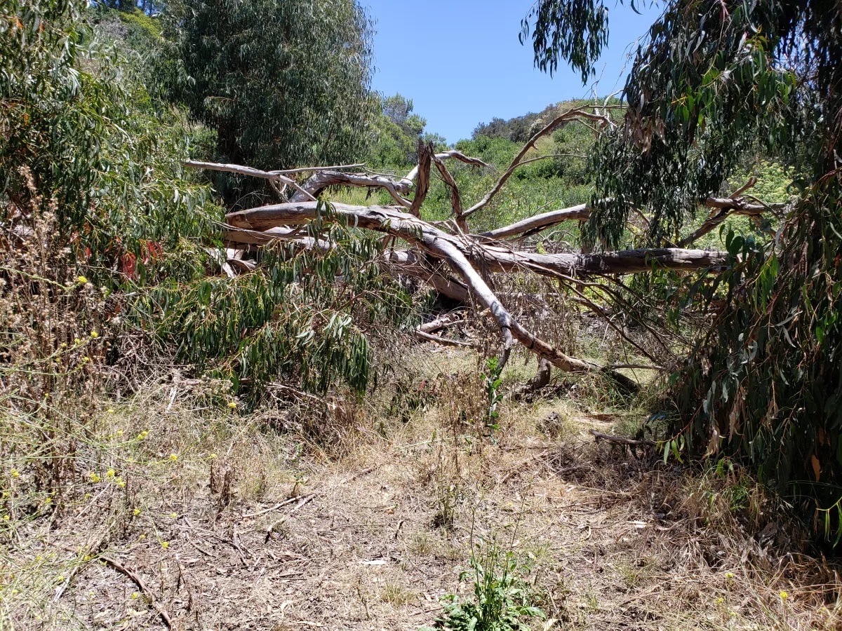 To prevent wildfires, San Diego needs to do a better job of clearing brush from city land, audit says - Vimarsana News
