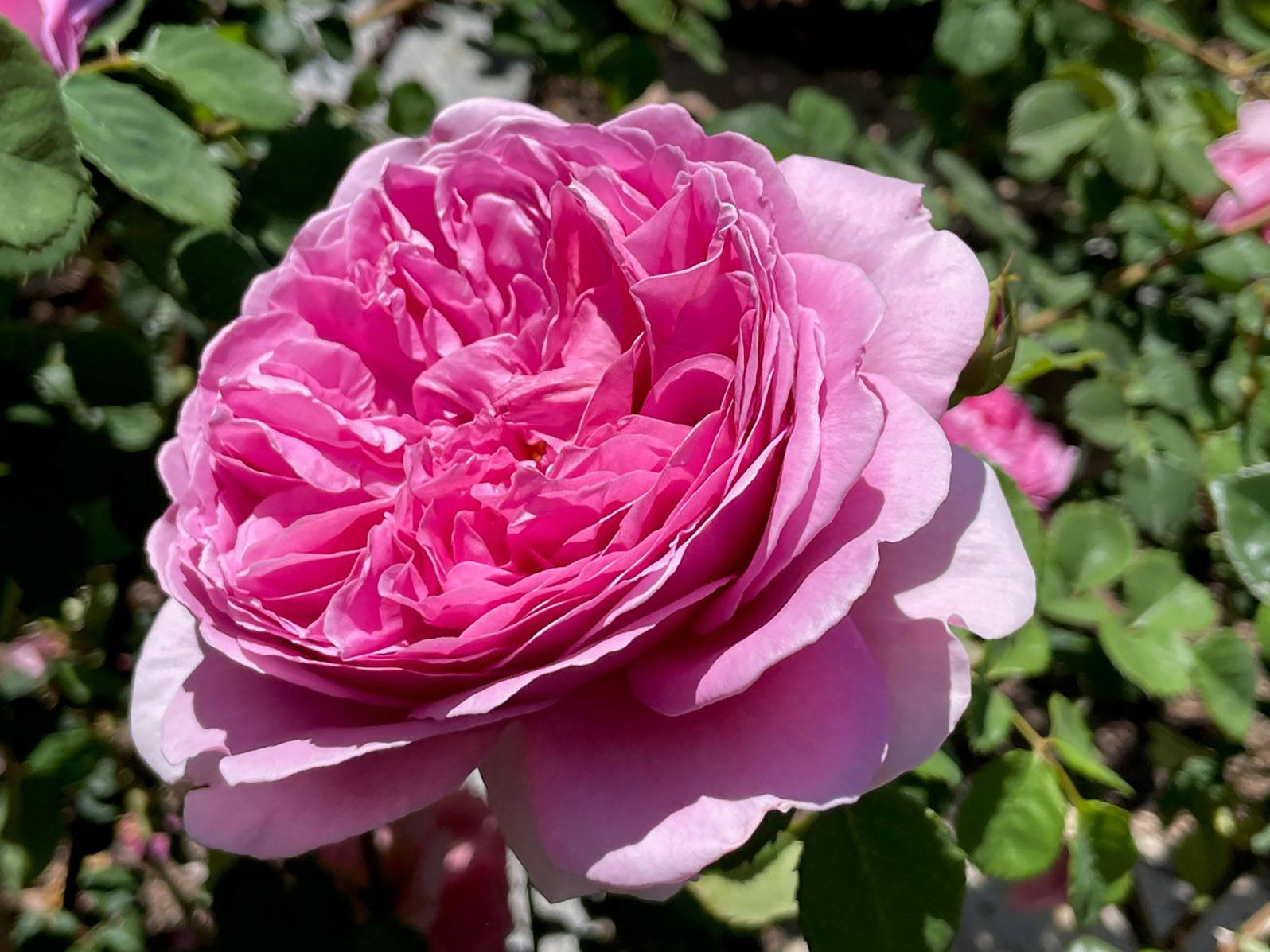There's a rose to suit every garden. Here's how to find yours - Vimarsana News