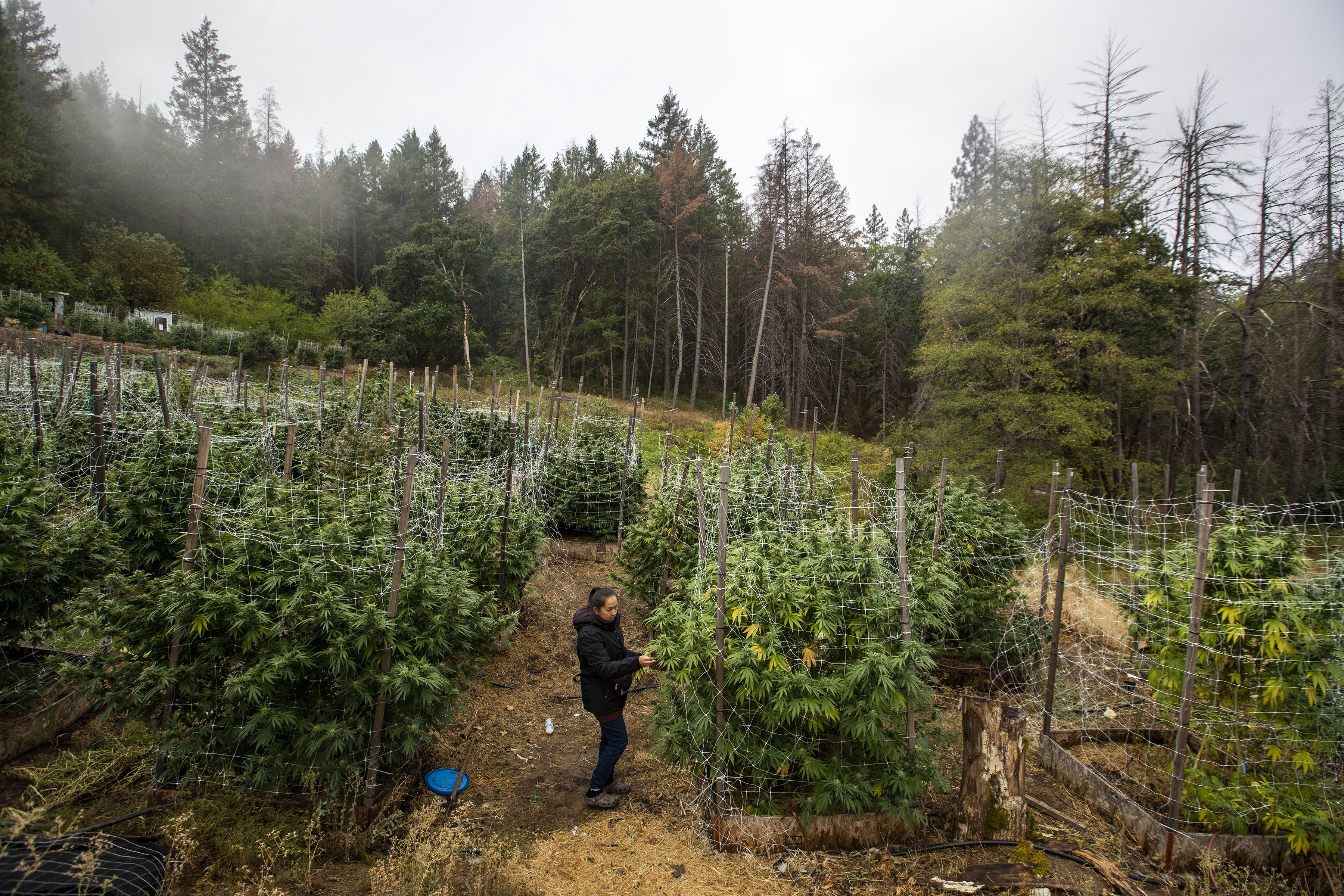 Why legal weed is failing in this California county - Vimarsana News